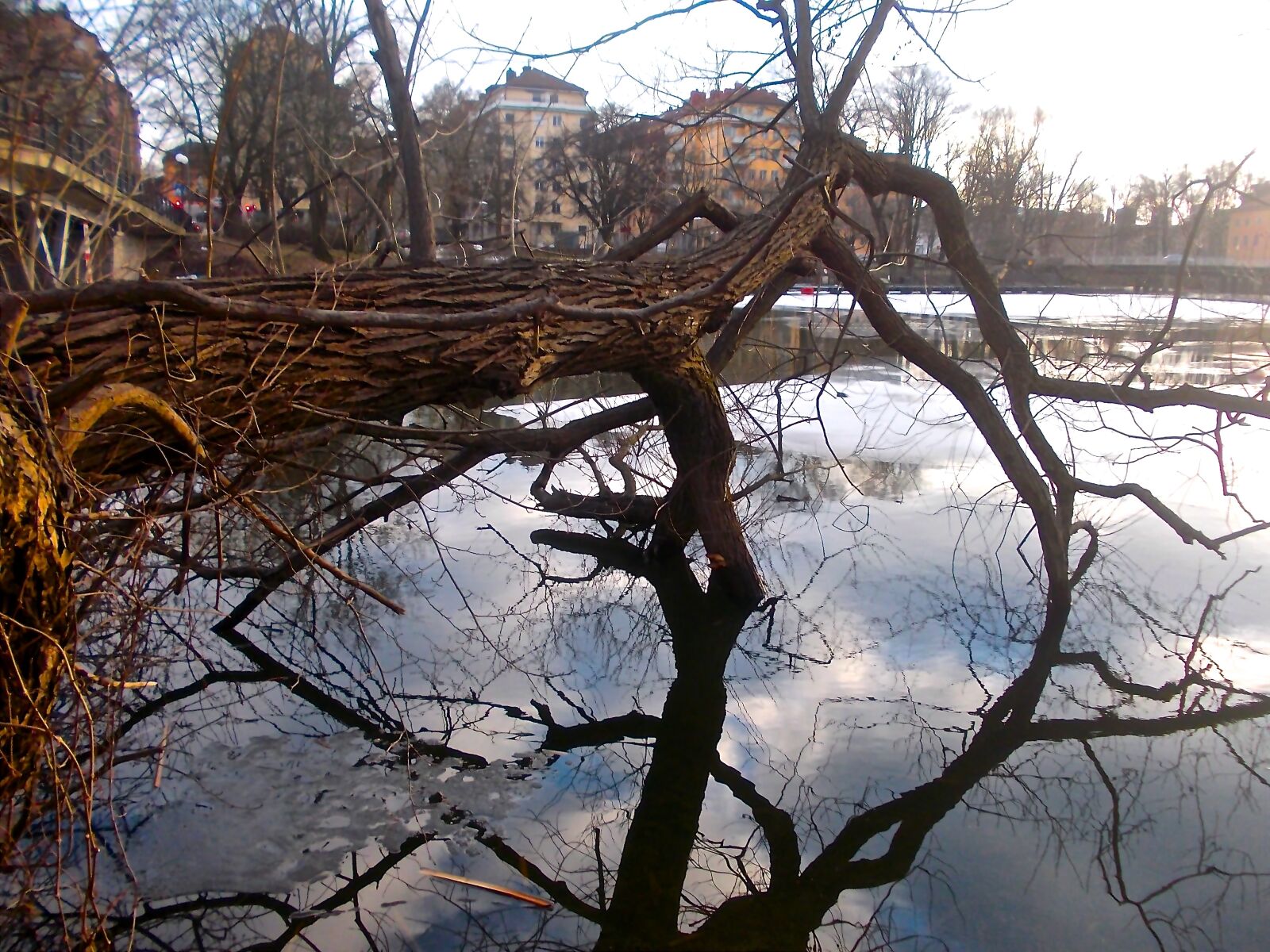 Nikon COOLPIX L25 sample photo. Tree, branches, fusion photography
