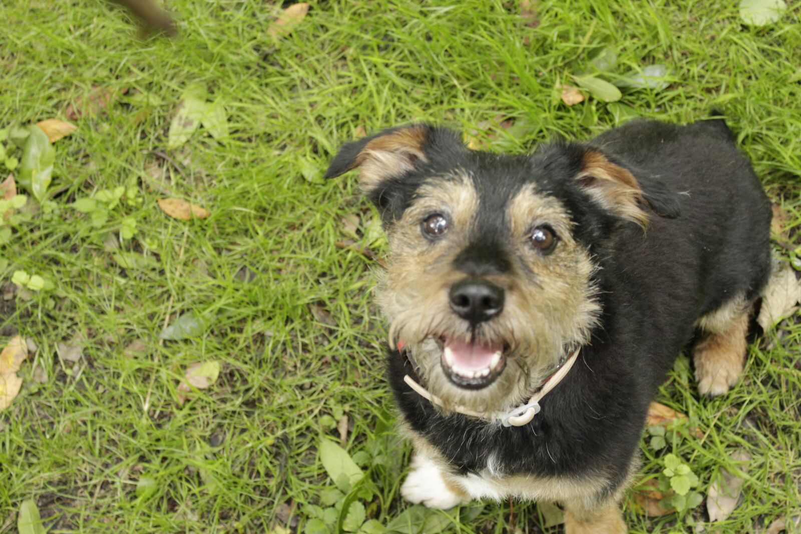 Canon EOS 1300D (EOS Rebel T6 / EOS Kiss X80) sample photo. Animal, bello, coal photography