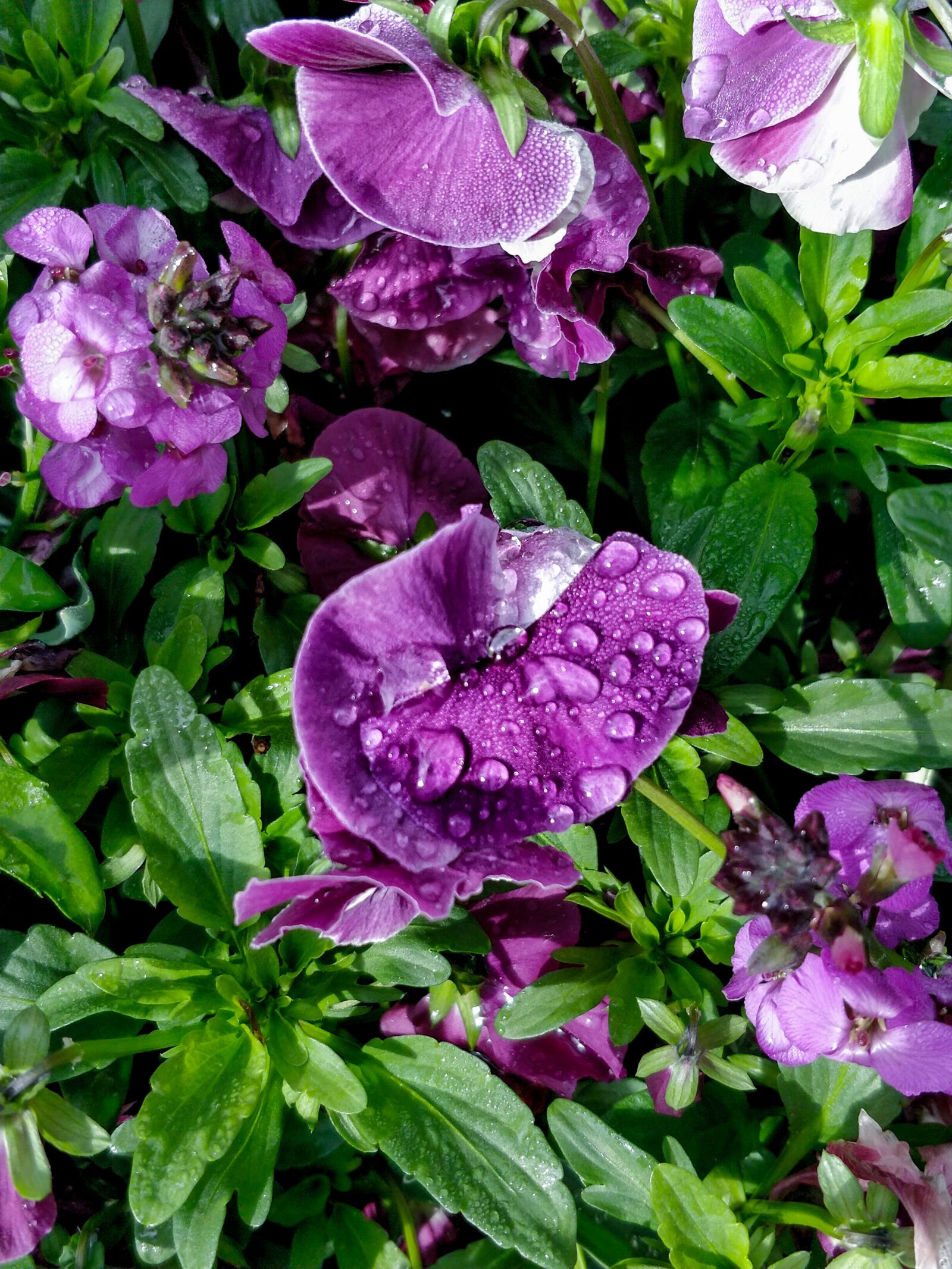 OnePlus 5 sample photo. Flowers, drop of water photography