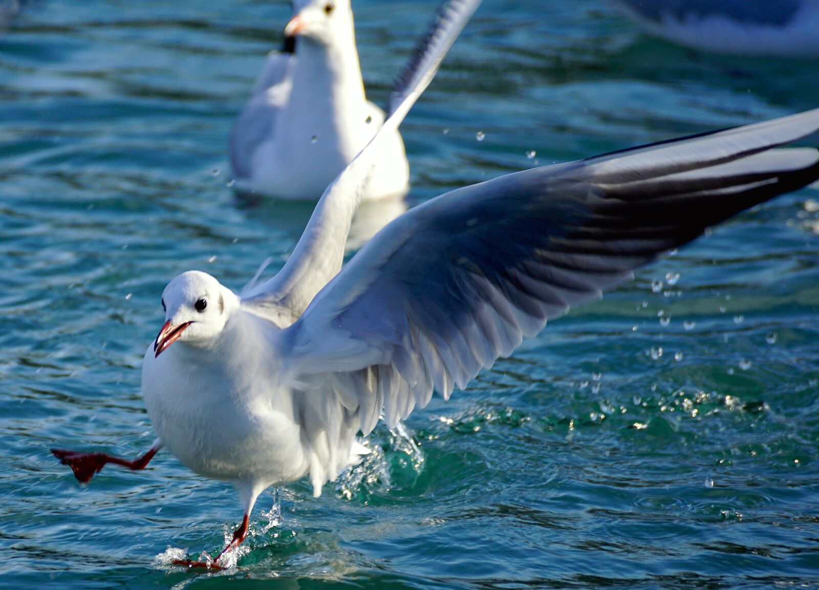 Sony DT 55-300mm F4.5-5.6 SAM sample photo. Gull, lake, bird photography