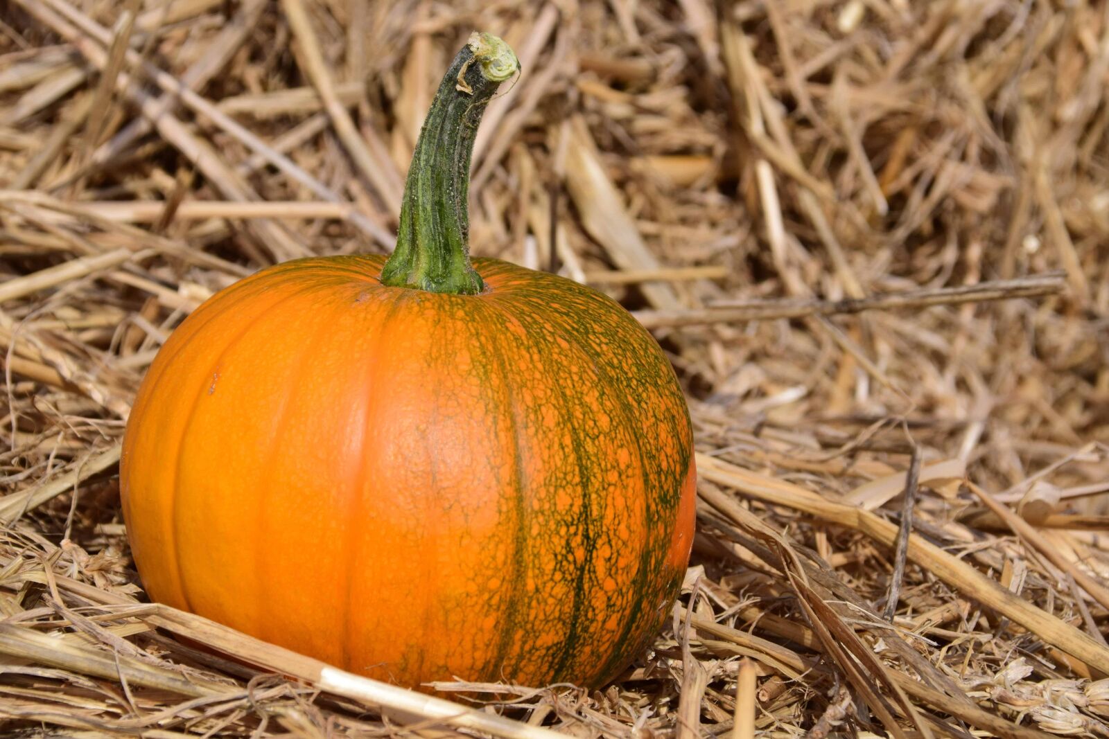 Nikon D3300 sample photo. Pumpkin, agriculture, vegetable, autumn photography