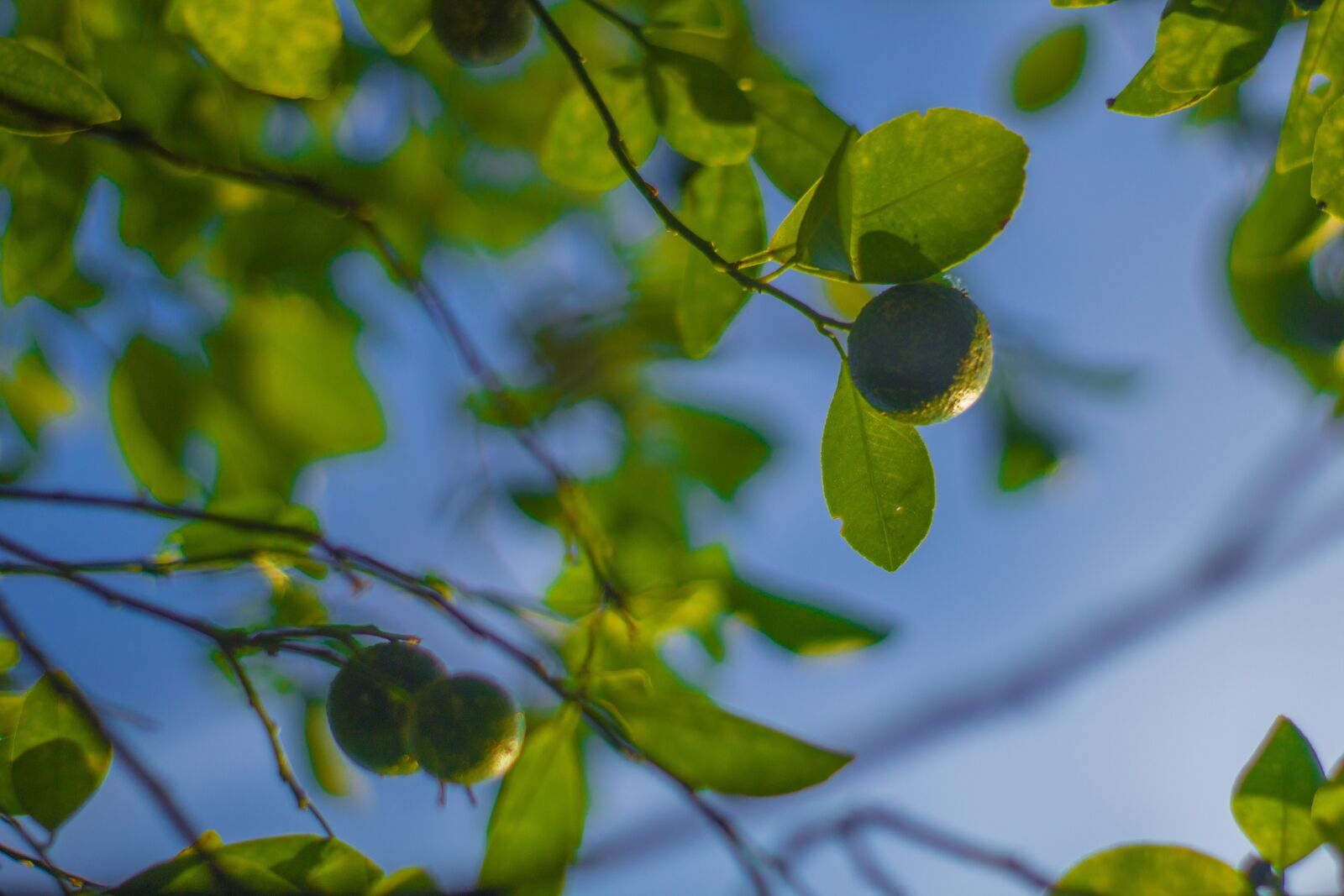 Canon EOS 1200D (EOS Rebel T5 / EOS Kiss X70 / EOS Hi) sample photo. Calamansi, plant, green photography