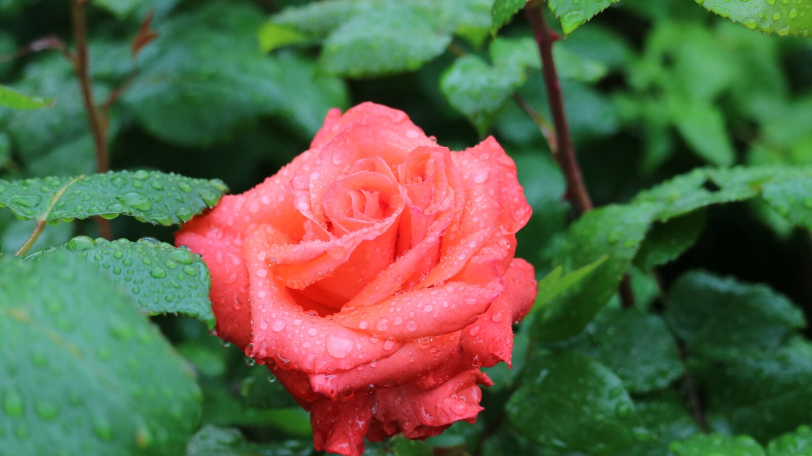Canon EF-S 55-250mm F4-5.6 IS STM sample photo. Rose, rose park, pretty photography