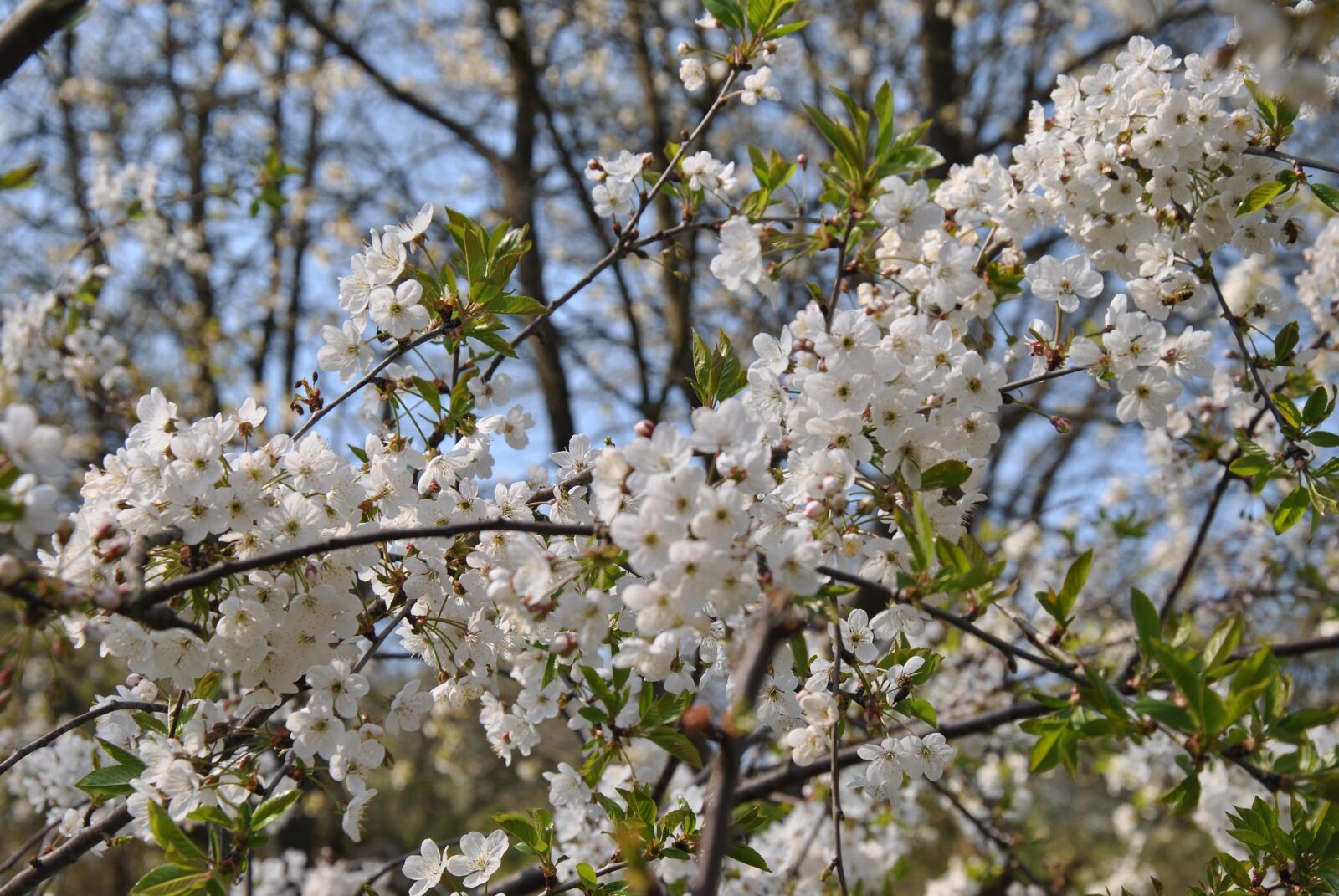 Nikon D3000 sample photo. Cherry, blossom, bloom photography