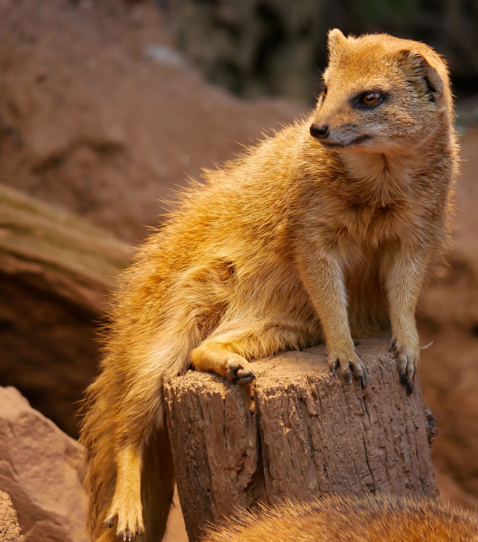 Panasonic DMC-G70 sample photo. Animal, fuchsmanguste, curious photography