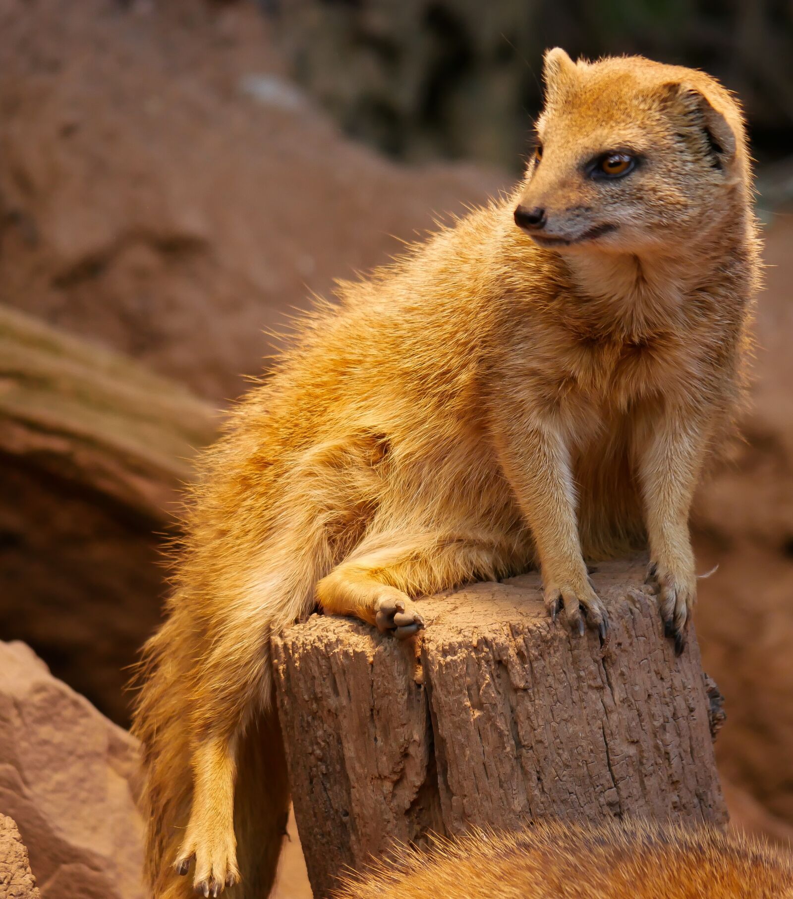 Panasonic DMC-G70 + Panasonic Lumix G Vario 100-300mm F4-5.6 OIS sample photo. Animal, fuchsmanguste, curious photography