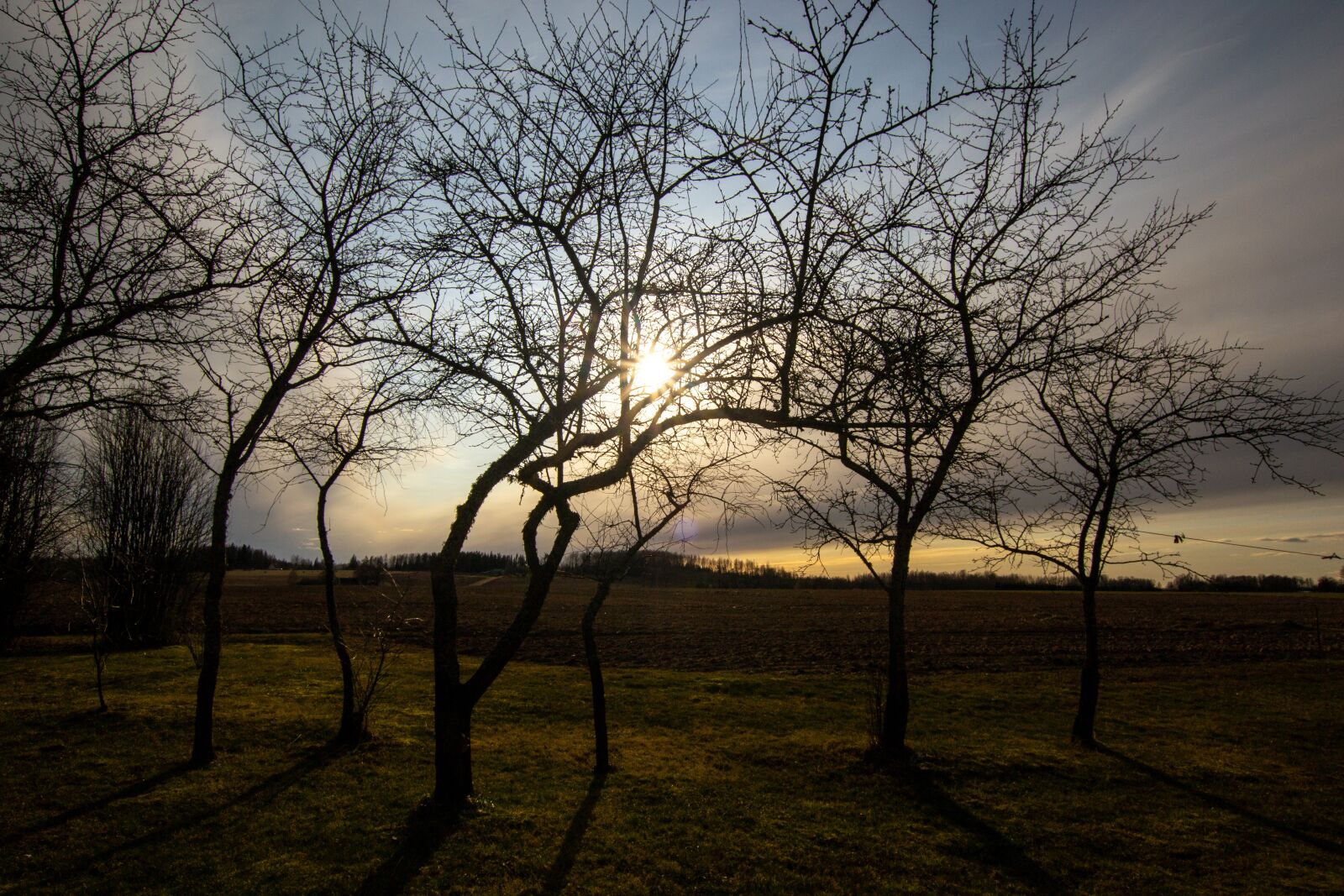 Nikon D3100 sample photo. Tree, sunset, garden photography