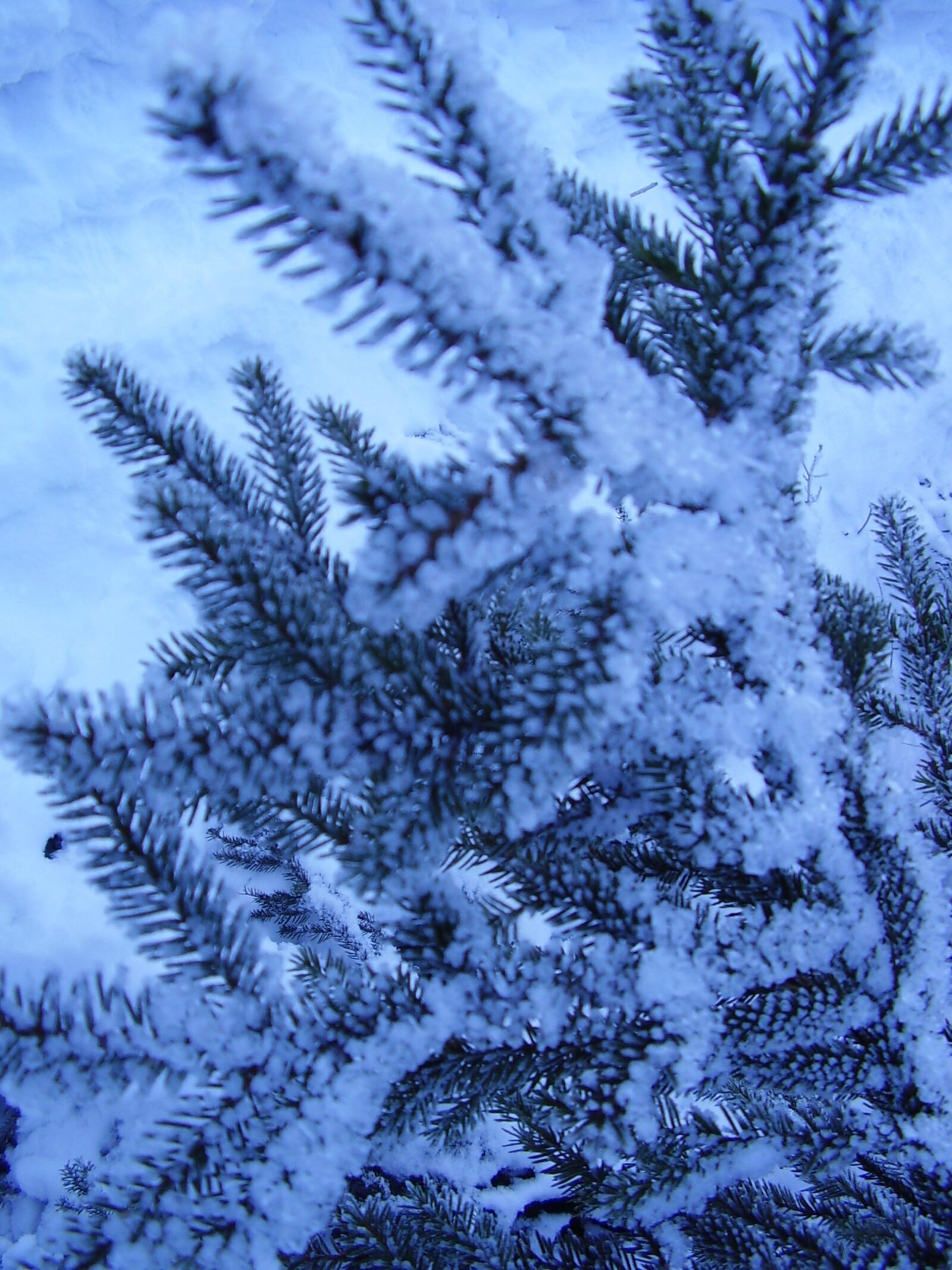 Olympus X450,D535Z,C370Z sample photo. Winter, snow, forest photography