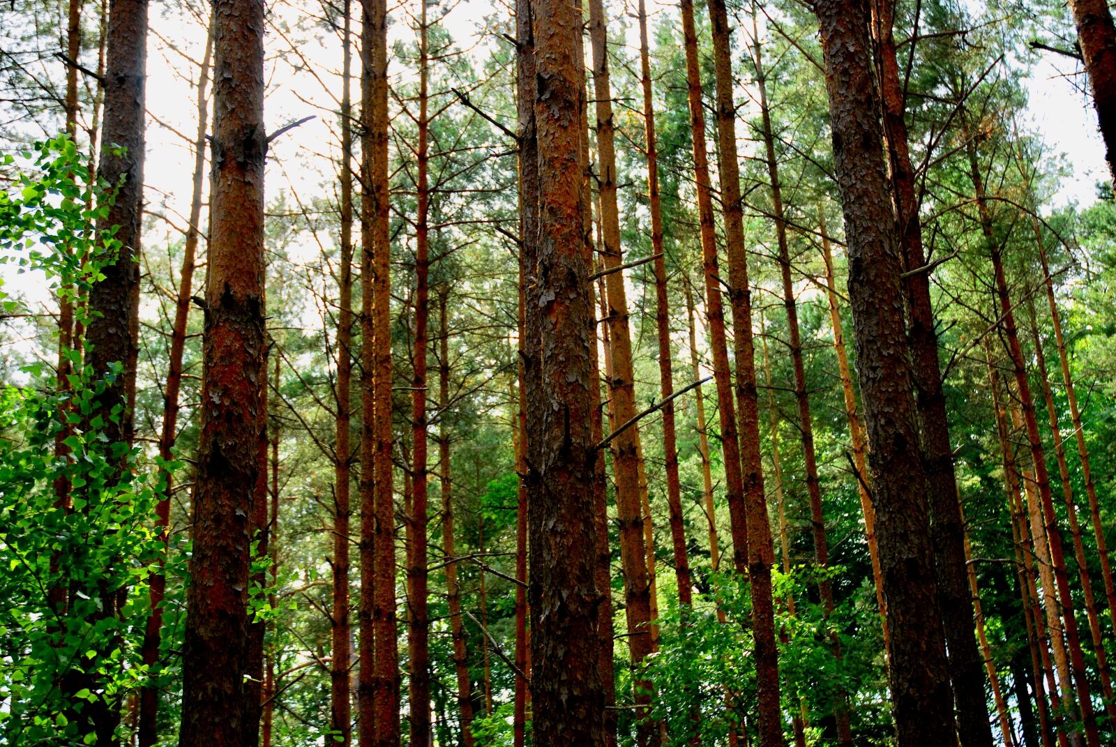 Nikon D80 sample photo. Forrest, tree, sky photography