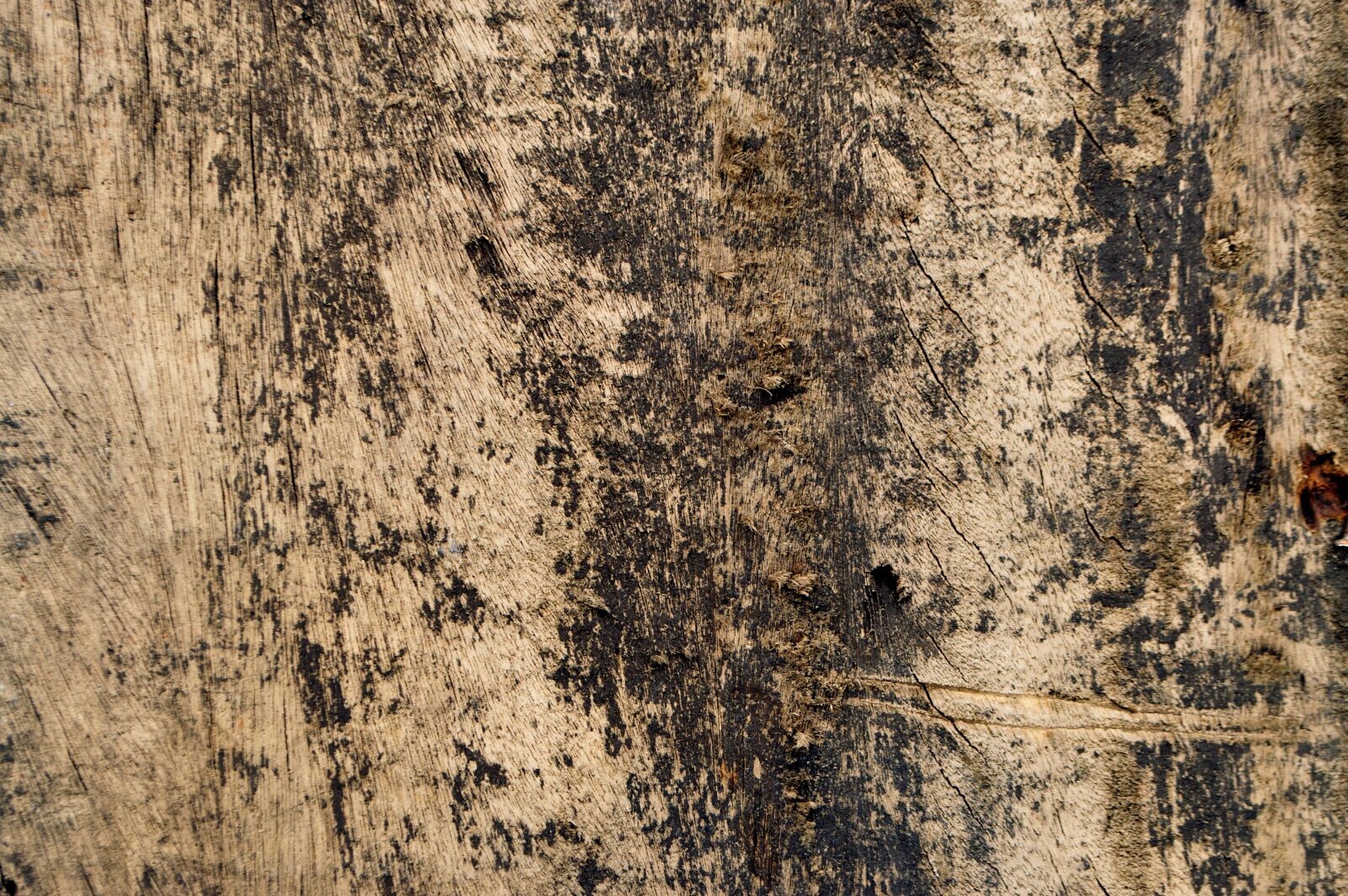Nikon D3200 sample photo. Texture, wood, background photography
