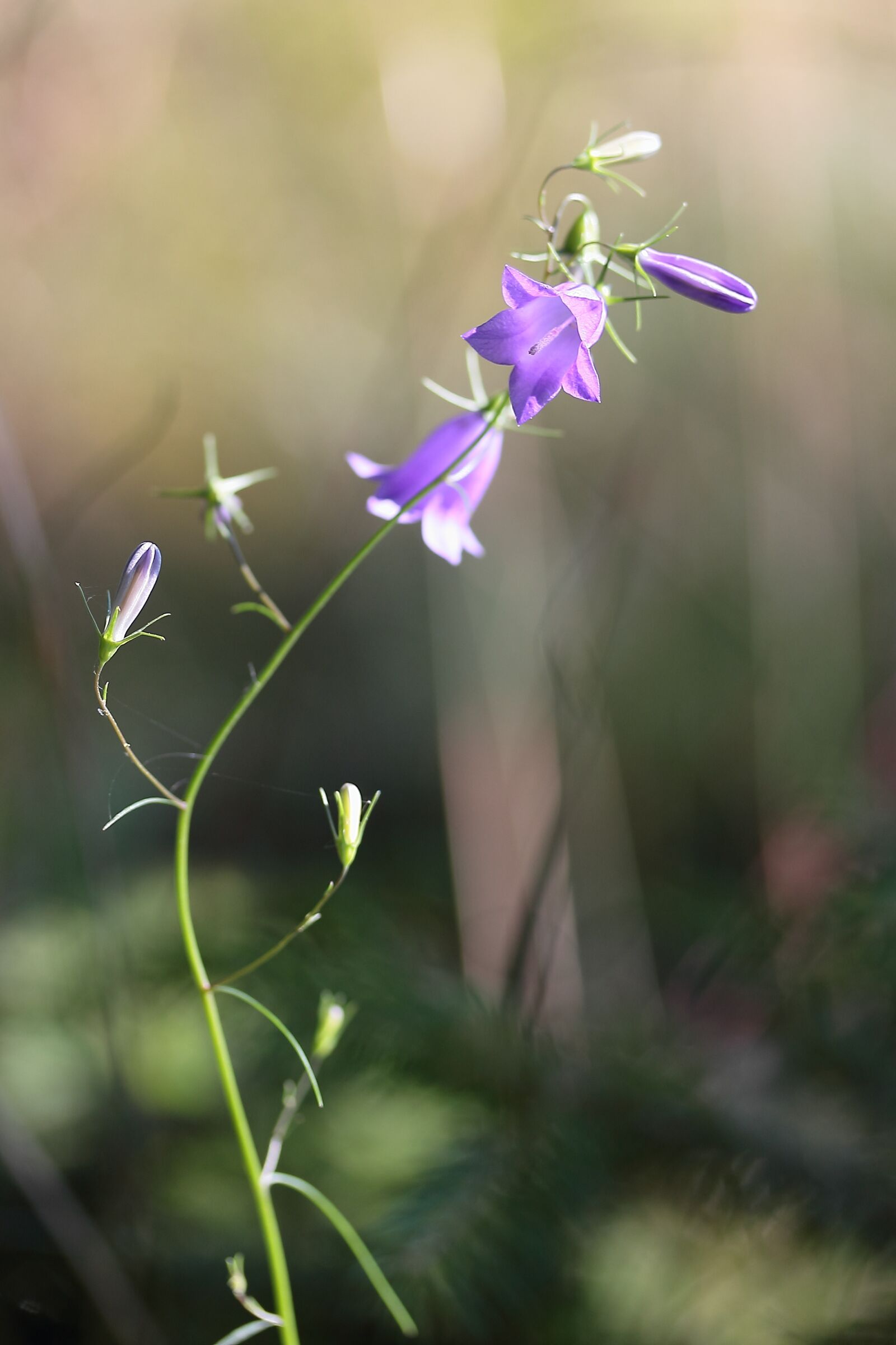 Canon EOS 600D (Rebel EOS T3i / EOS Kiss X5) sample photo. Bellflower, wild flower, summer photography