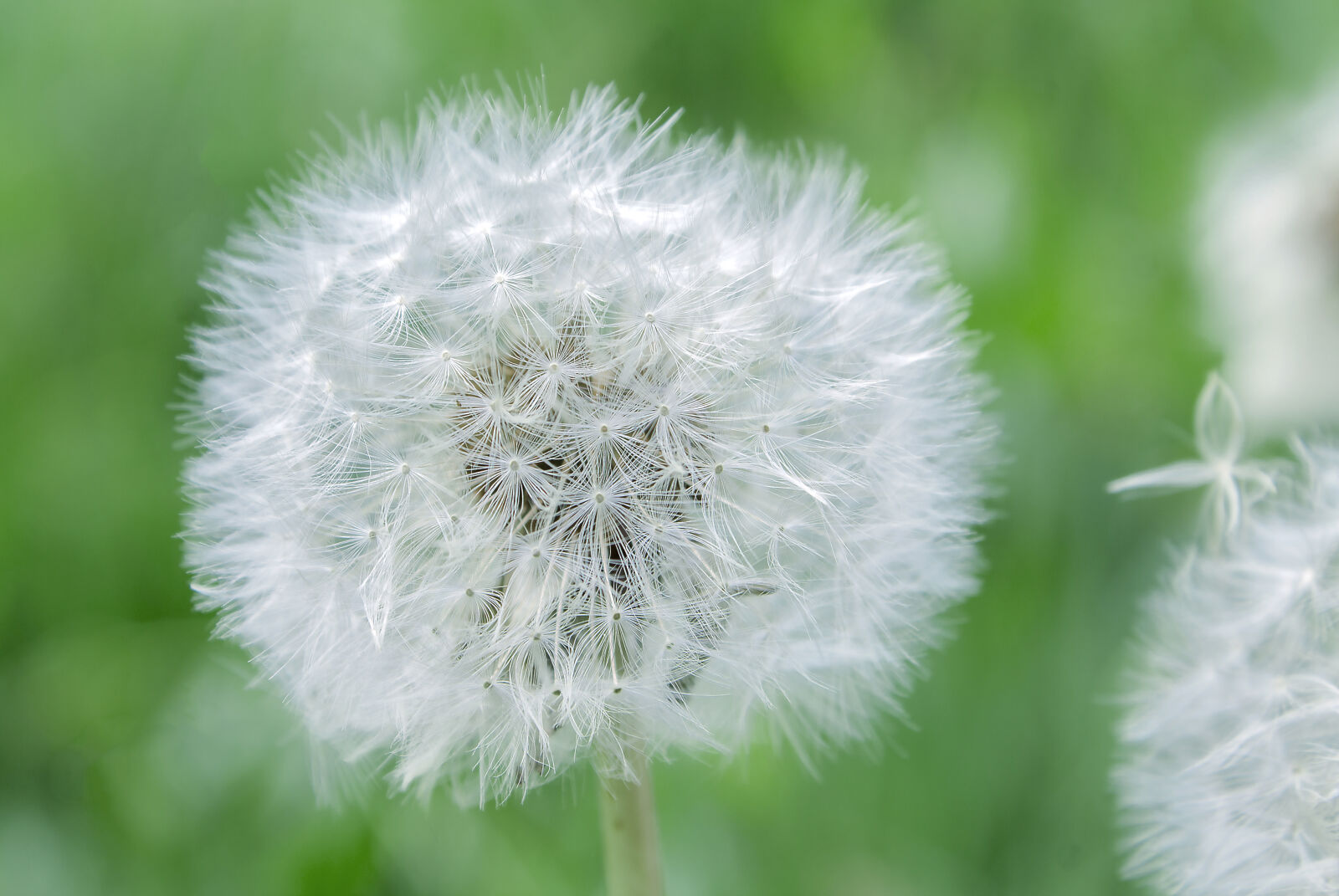Canon EOS 1100D (EOS Rebel T3 / EOS Kiss X50) sample photo. White, dandelion photography