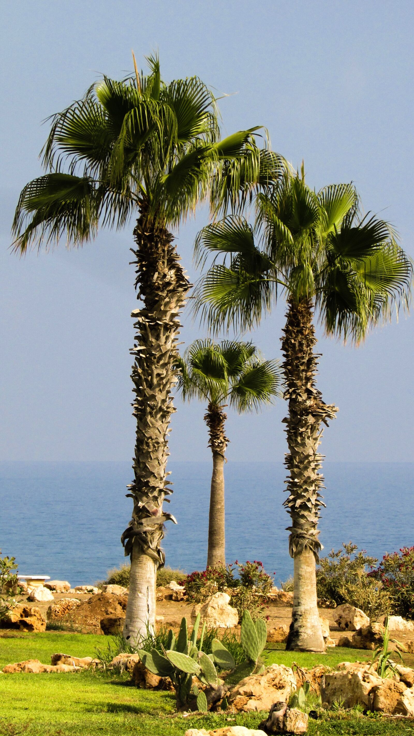 Canon PowerShot SX400 IS sample photo. Palm tree, garden, nature photography