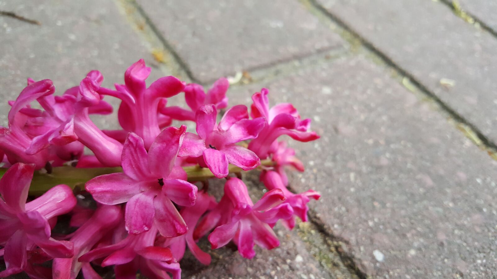 Samsung Galaxy S6 sample photo. Hyacinth, jacinth, flora photography