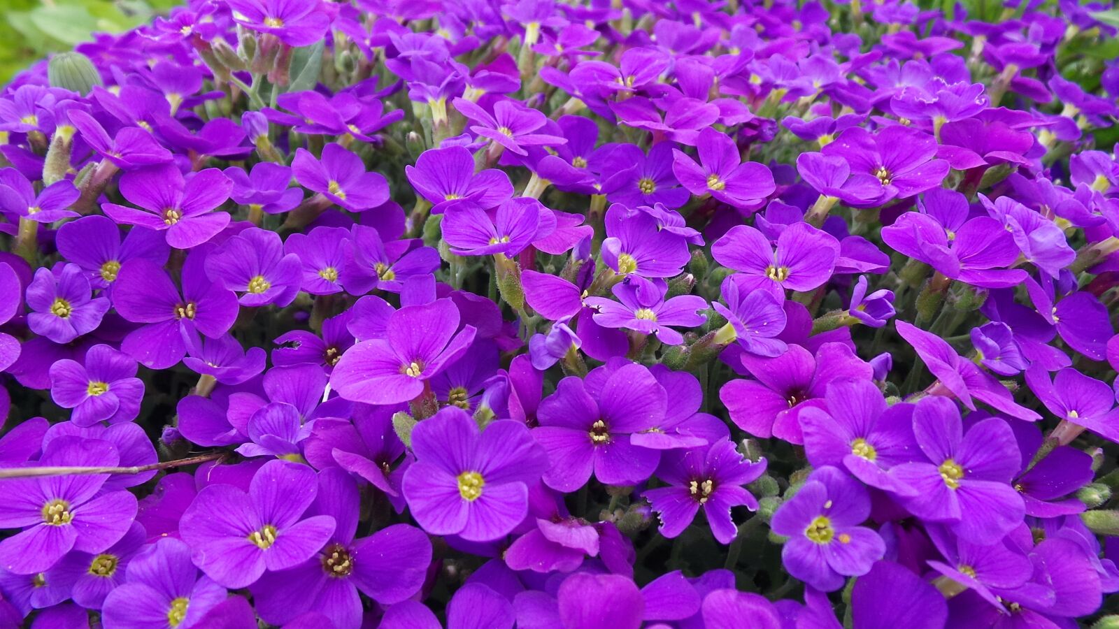 Samsung Galaxy Camera (Wi-Fi) sample photo. Aubretia, blue pillow, violet photography