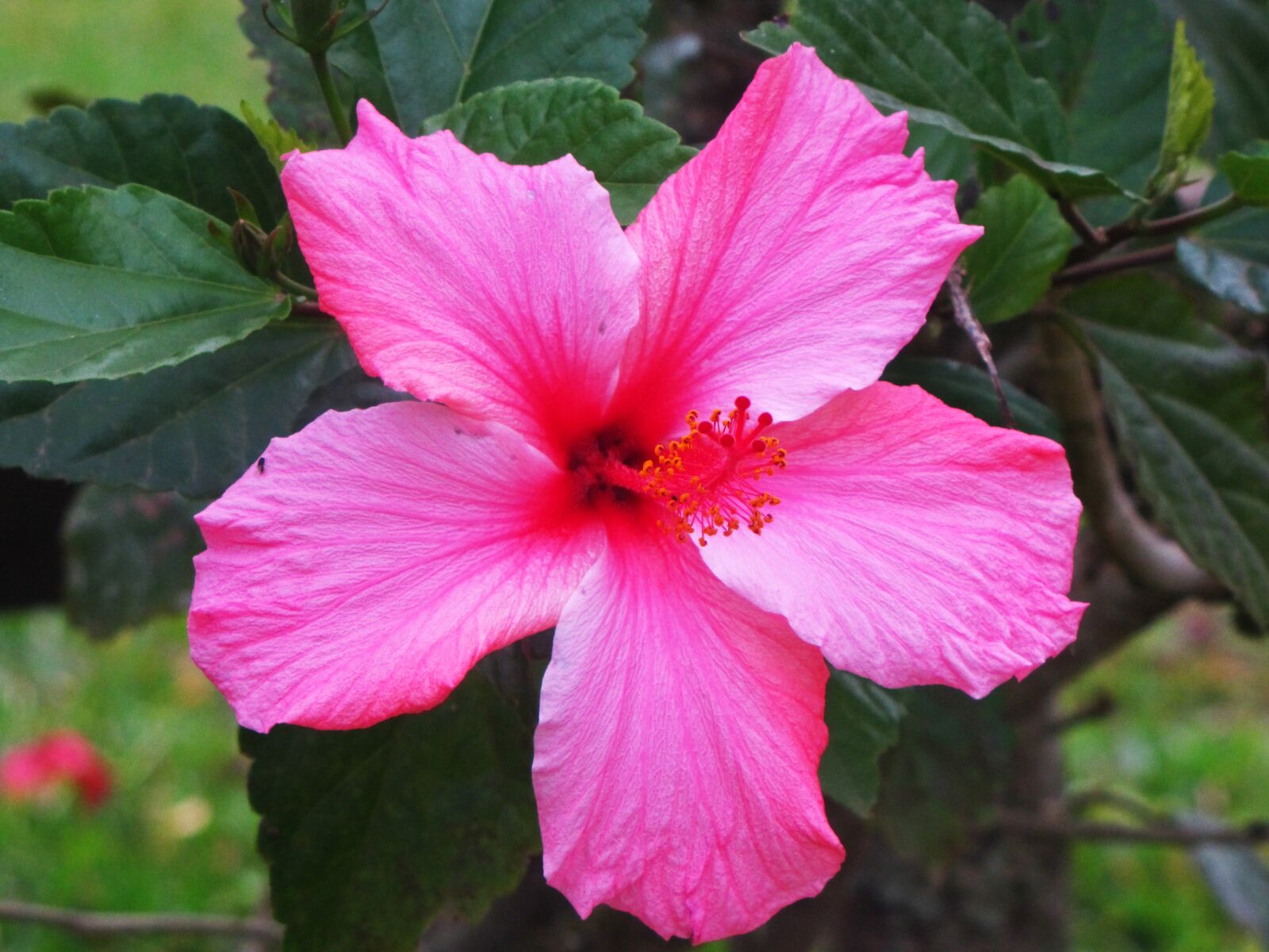 Canon PowerShot SX10 IS sample photo. Flower, pink, nature photography
