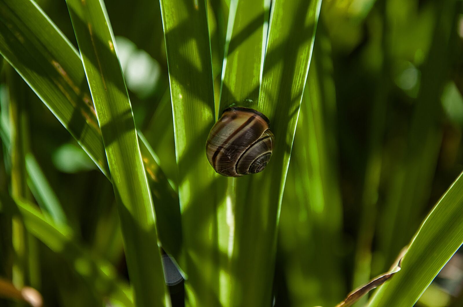 Nikon D5000 sample photo. Plant, garden, nature photography