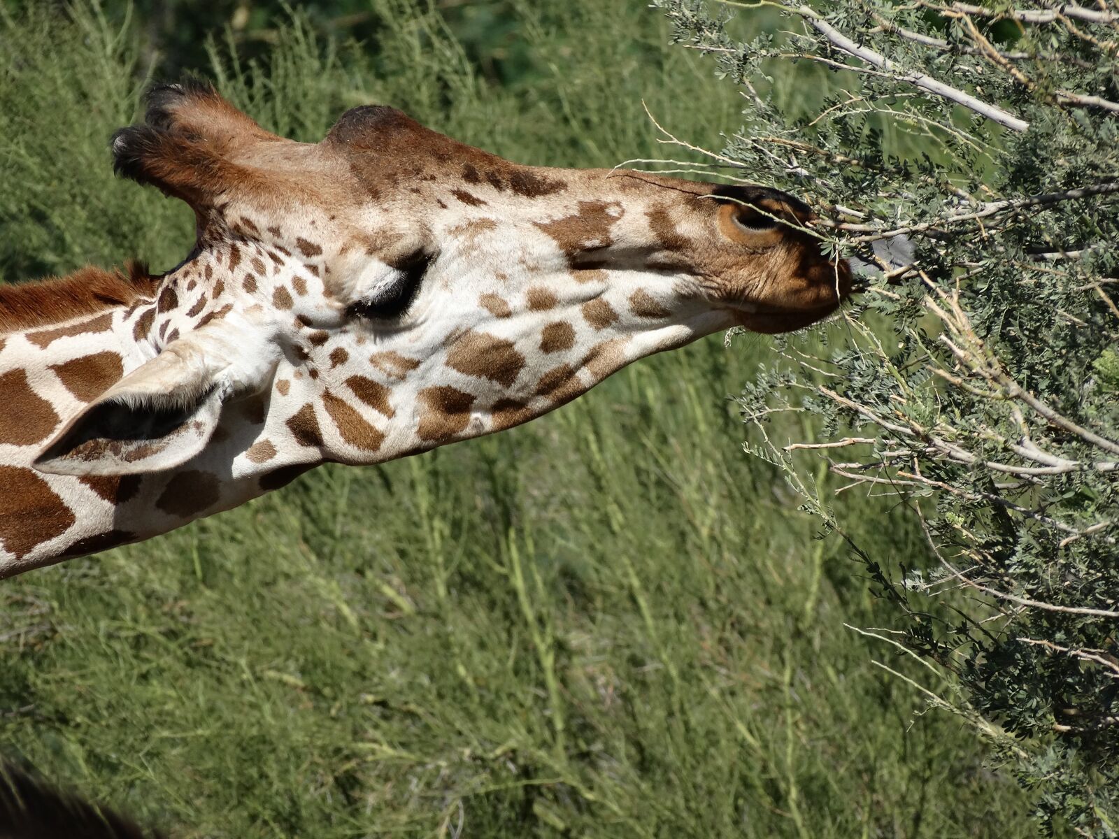 Sony Cyber-shot DSC-HX300 sample photo. Giraffe, animal, zoo photography