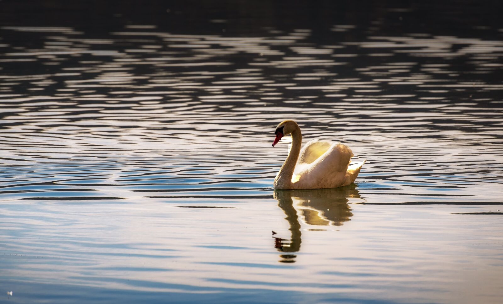 Nikon D750 sample photo. Lake, swan, connectcompetition photography