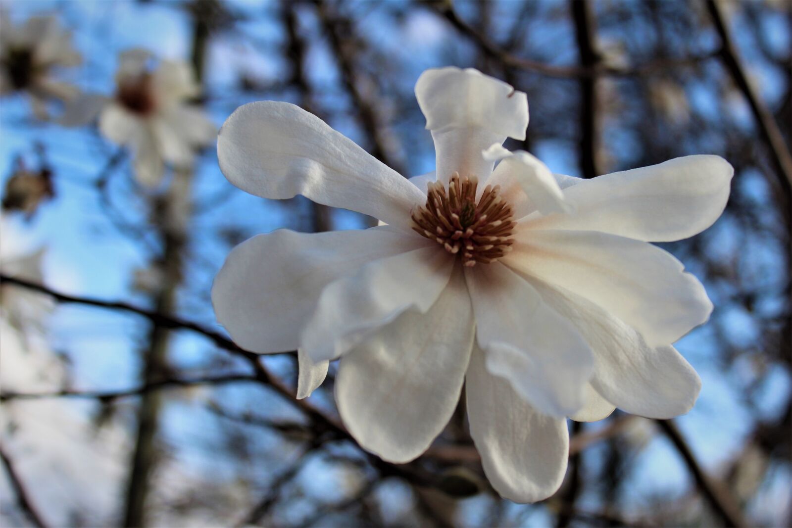 Canon EOS 600D (Rebel EOS T3i / EOS Kiss X5) sample photo. White, flower, tree photography