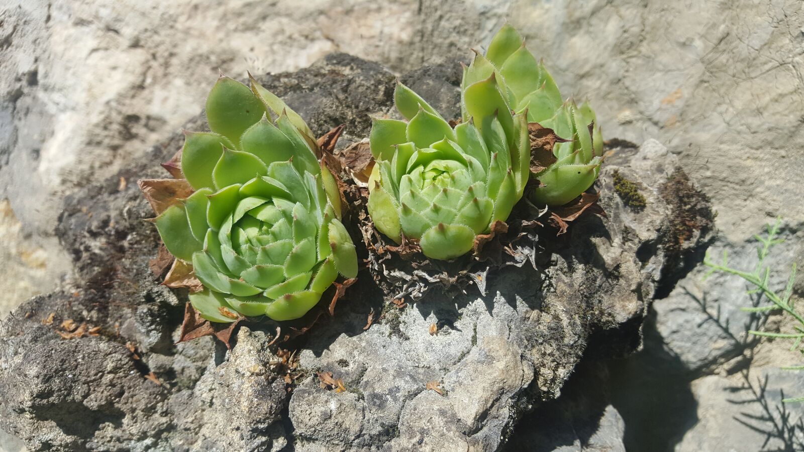 Samsung GALAXY S6 edge sample photo. Nature, plant, leaf plants photography
