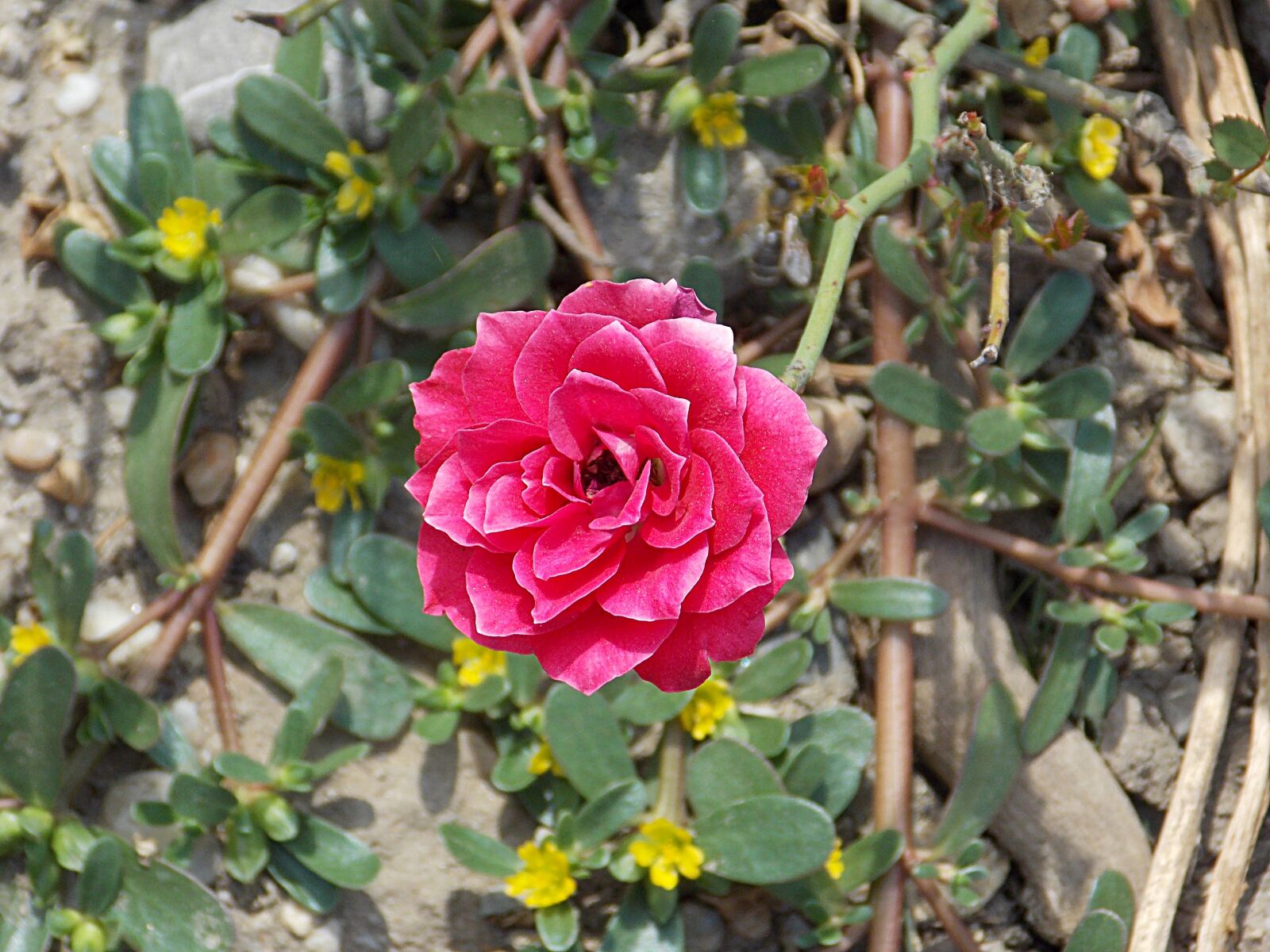 Nikon Coolpix L810 sample photo. Rose, nature, petals photography