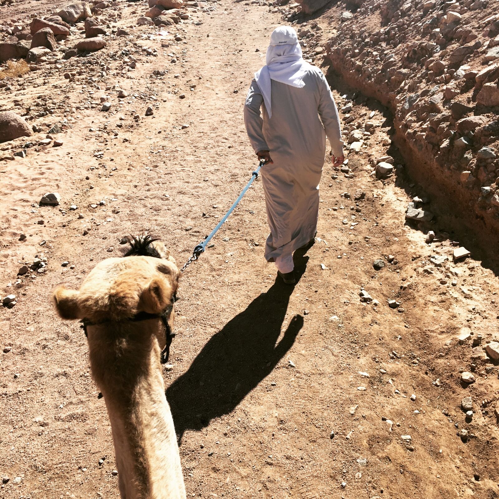 Apple iPhone 6s sample photo. Sinai, camel, mountain mose photography