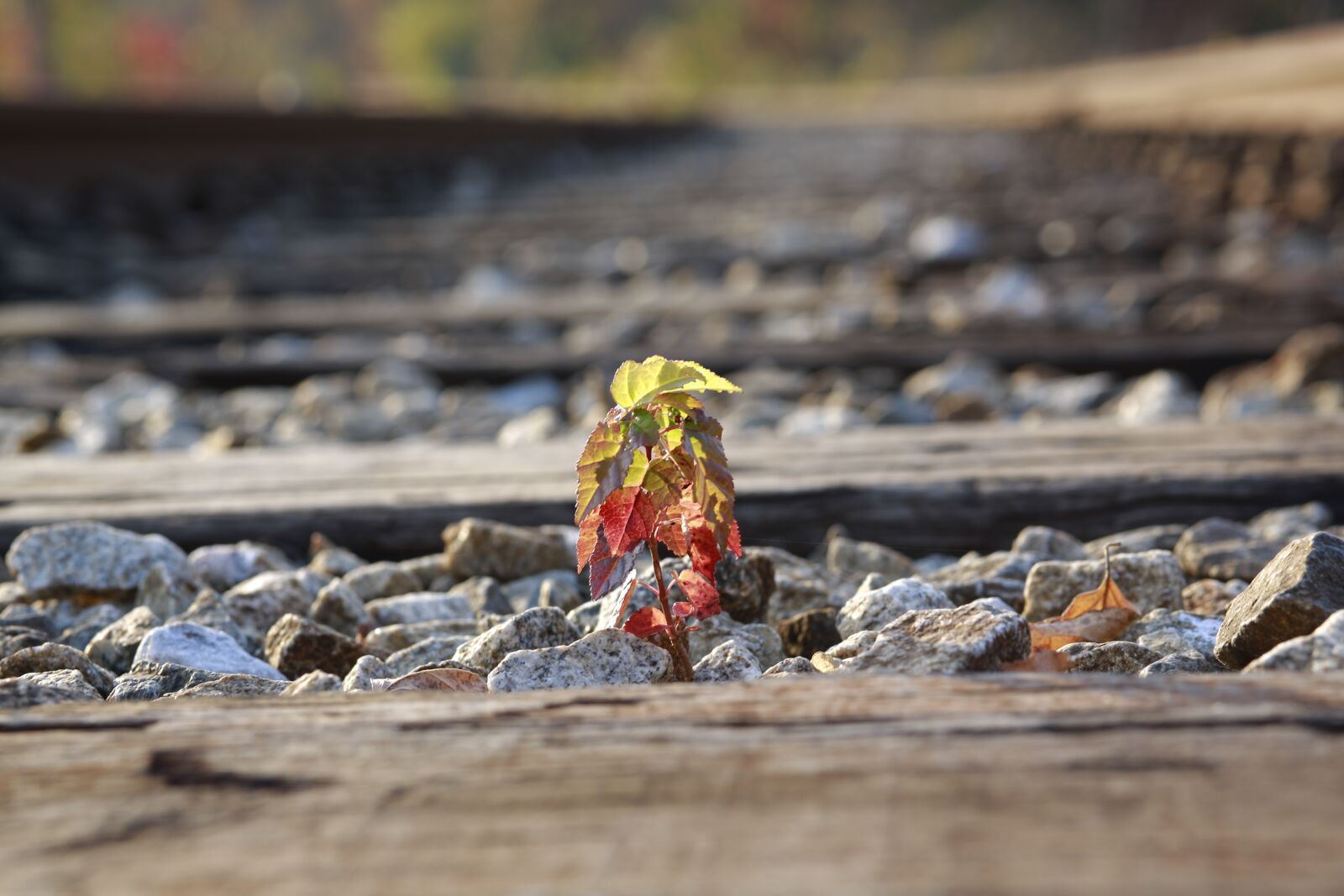 Canon EF 85mm F1.8 USM sample photo. Railway, plants, flowers photography