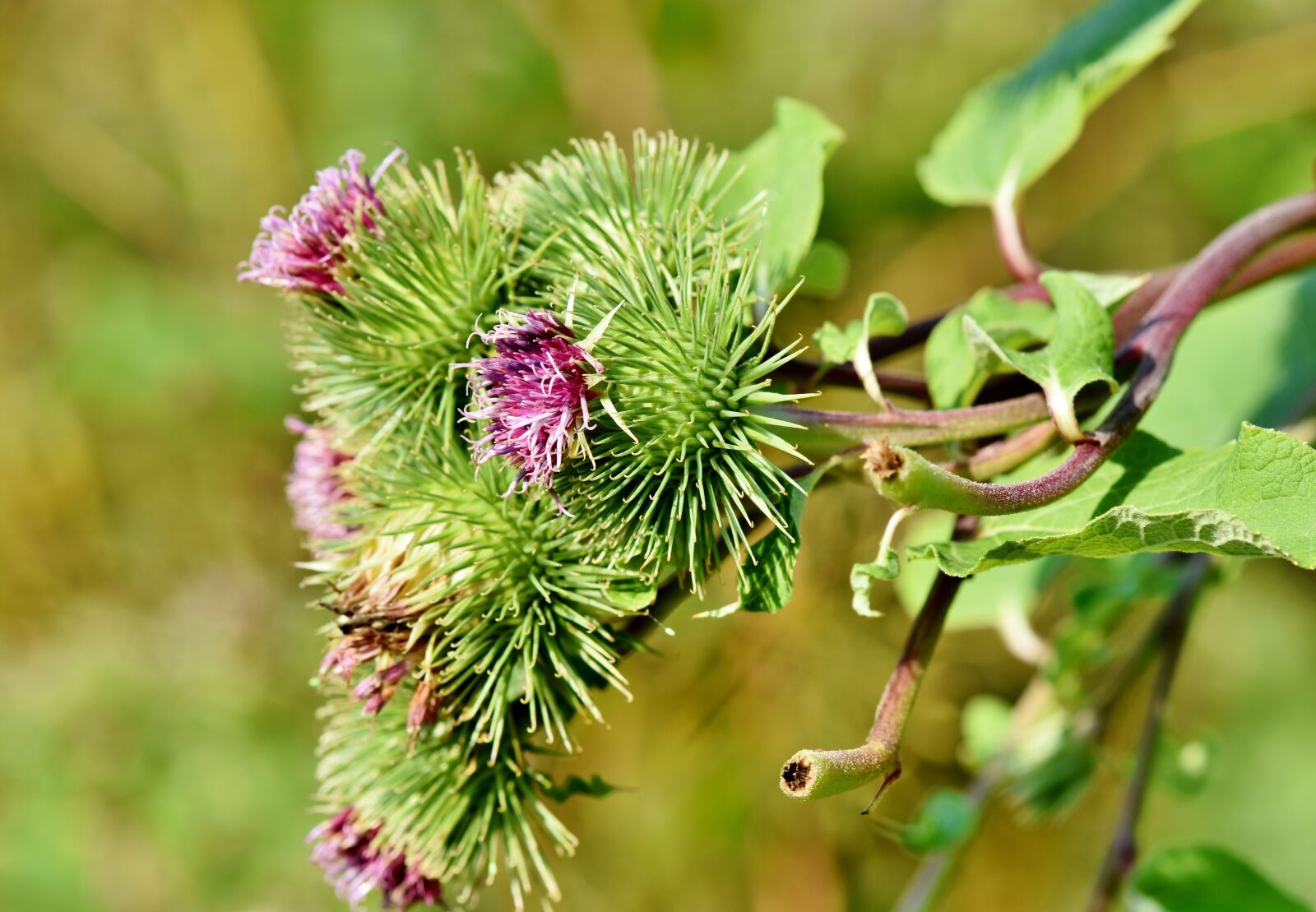 Nikon D7200 sample photo. Great burdock, burdock, arctium photography