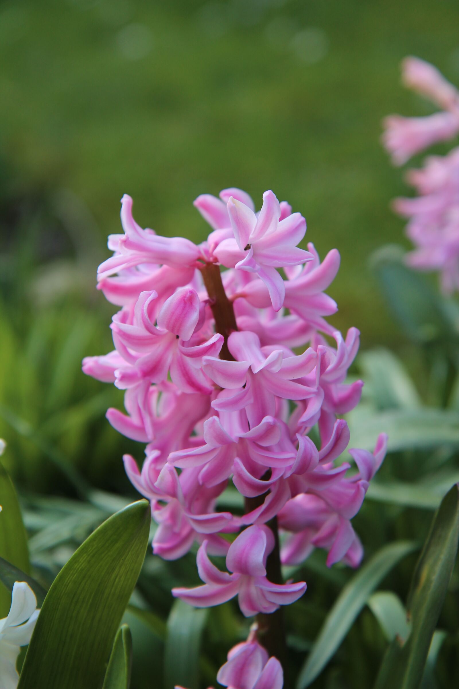 Canon EOS 600D (Rebel EOS T3i / EOS Kiss X5) sample photo. Hyacinth, hyacinth pink, spring photography