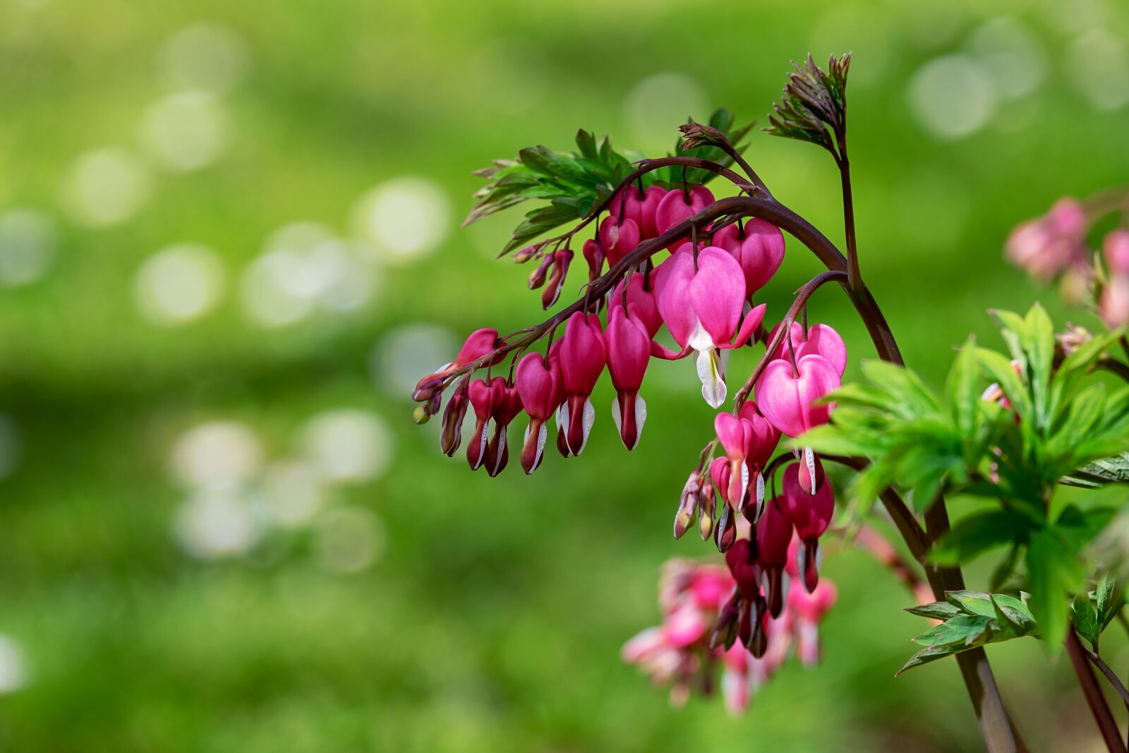 Fujifilm XF 55-200mm F3.5-4.8 R LM OIS sample photo. Bleeding heart, flower, blossom photography