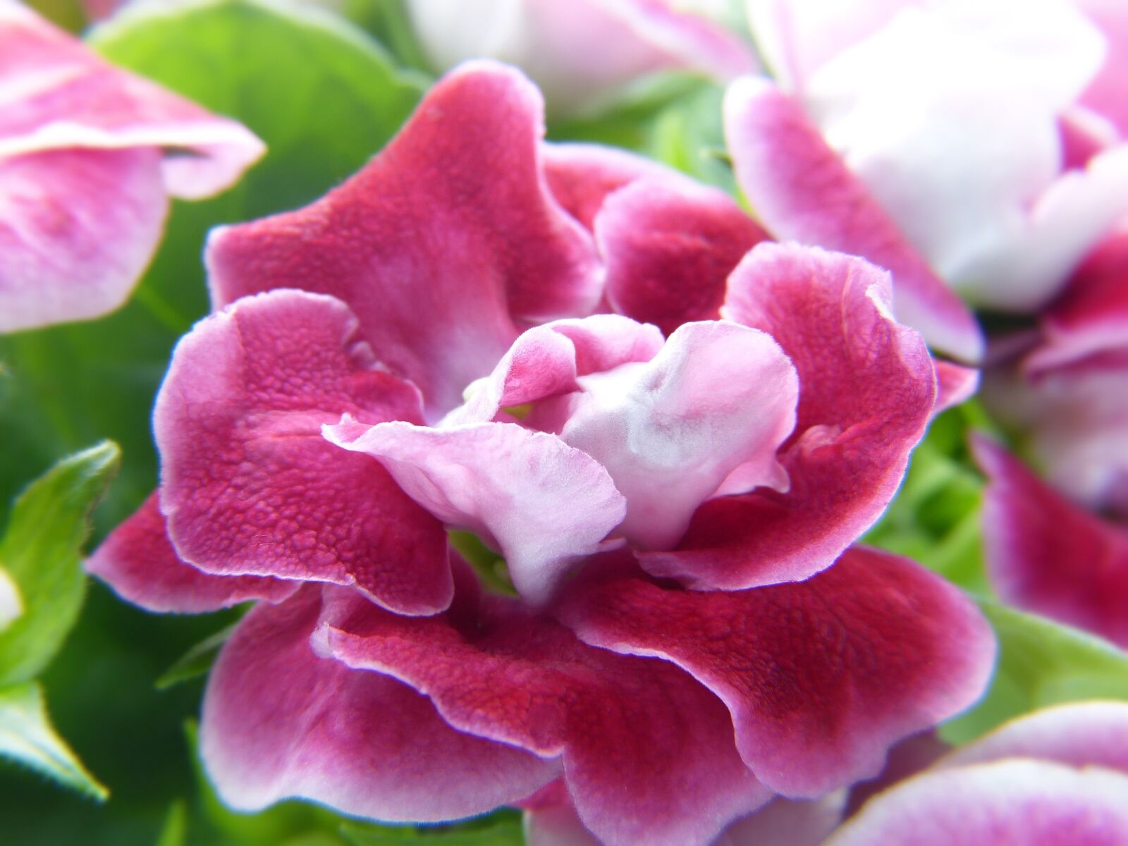 Panasonic Lumix DMC-FZ150 sample photo. Gloxinia, pink, blossom photography