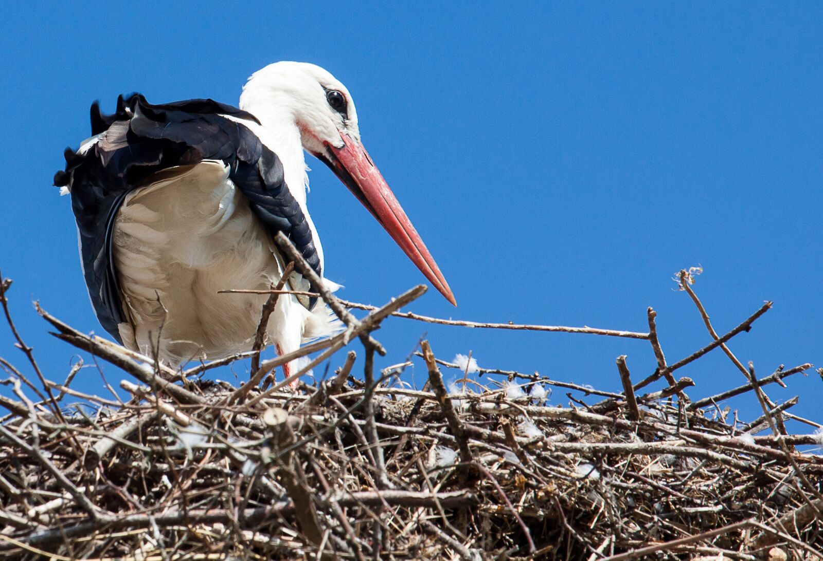Canon EOS 50D + Canon EF-S 55-250mm F4-5.6 IS STM sample photo. Stork, animal, rattle stork photography