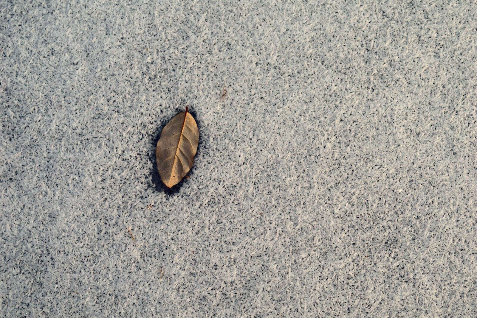 Nikon D3300 sample photo. Frozen, leaf, snow photography