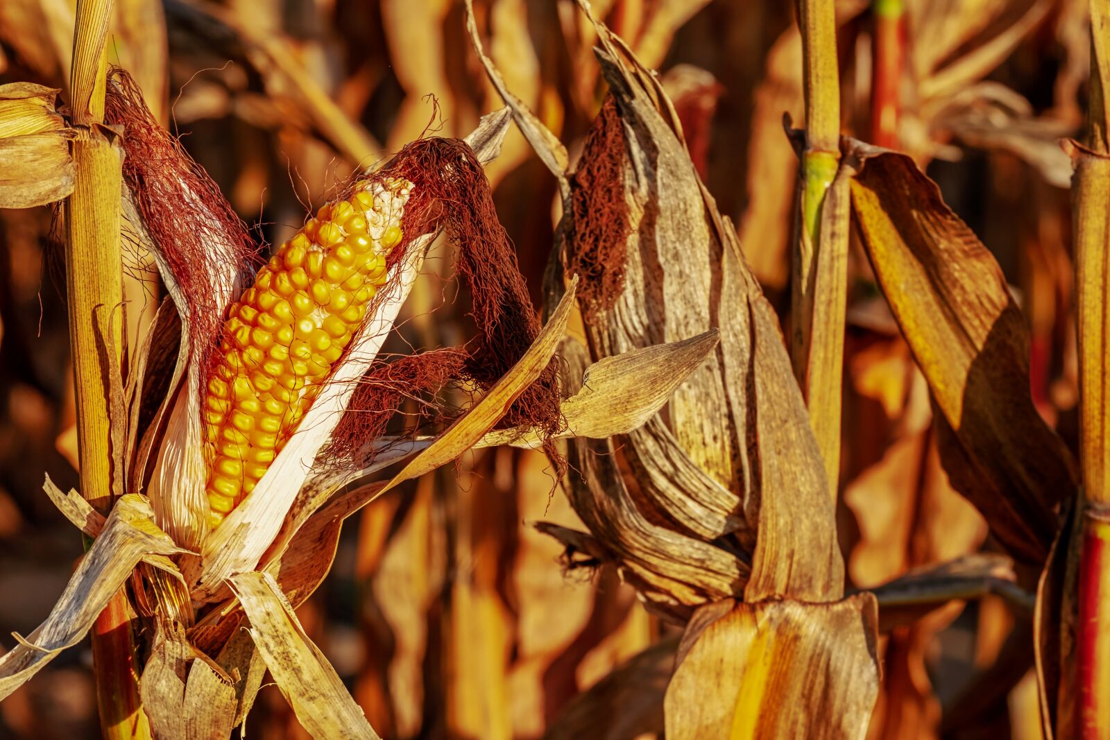 Fujifilm XF 55-200mm F3.5-4.8 R LM OIS sample photo. Corn on the cob photography
