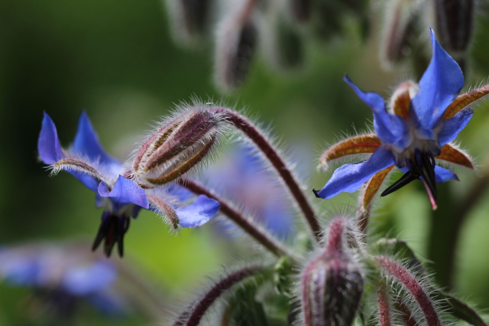 Canon EOS 1200D (EOS Rebel T5 / EOS Kiss X70 / EOS Hi) sample photo. Borage, wild flower, garden photography