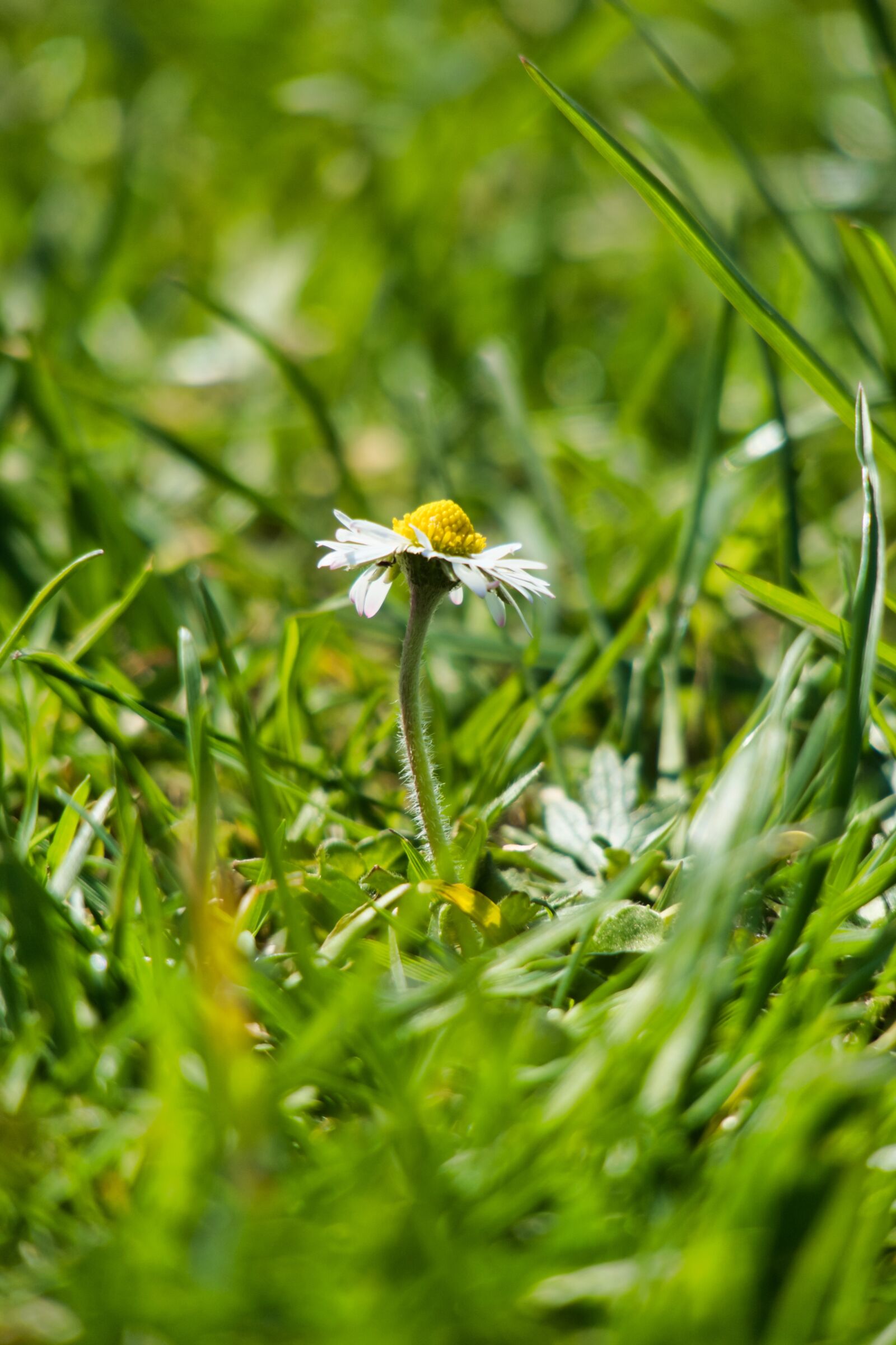 Canon PowerShot G3 X sample photo. Daisy, grass, spring photography