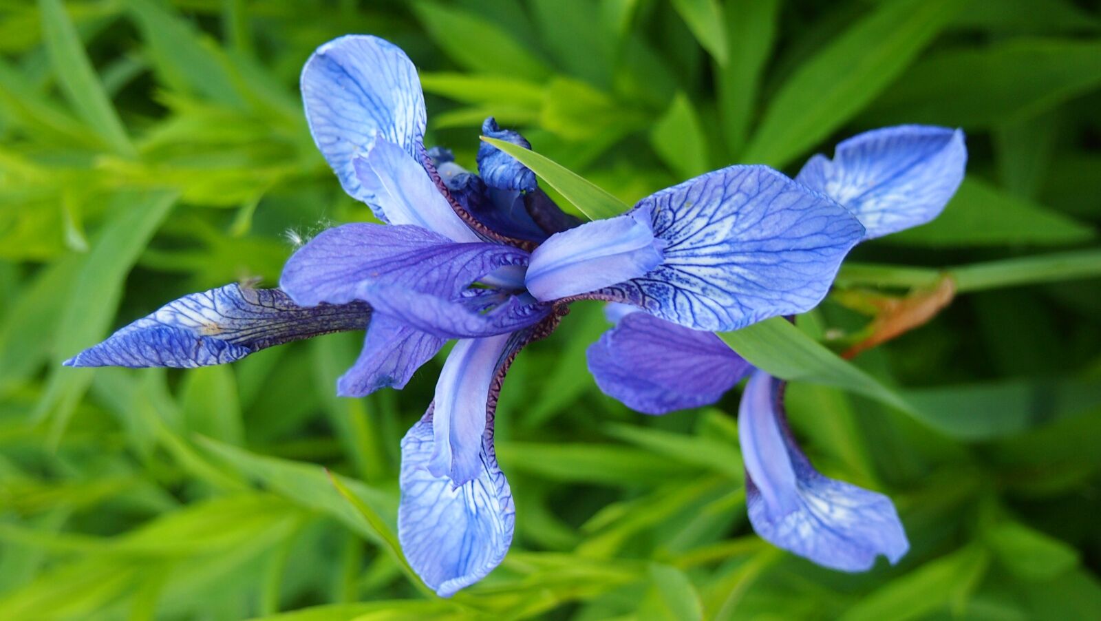 Olympus PEN E-PM1 sample photo. Surprise, wild flower, living photography
