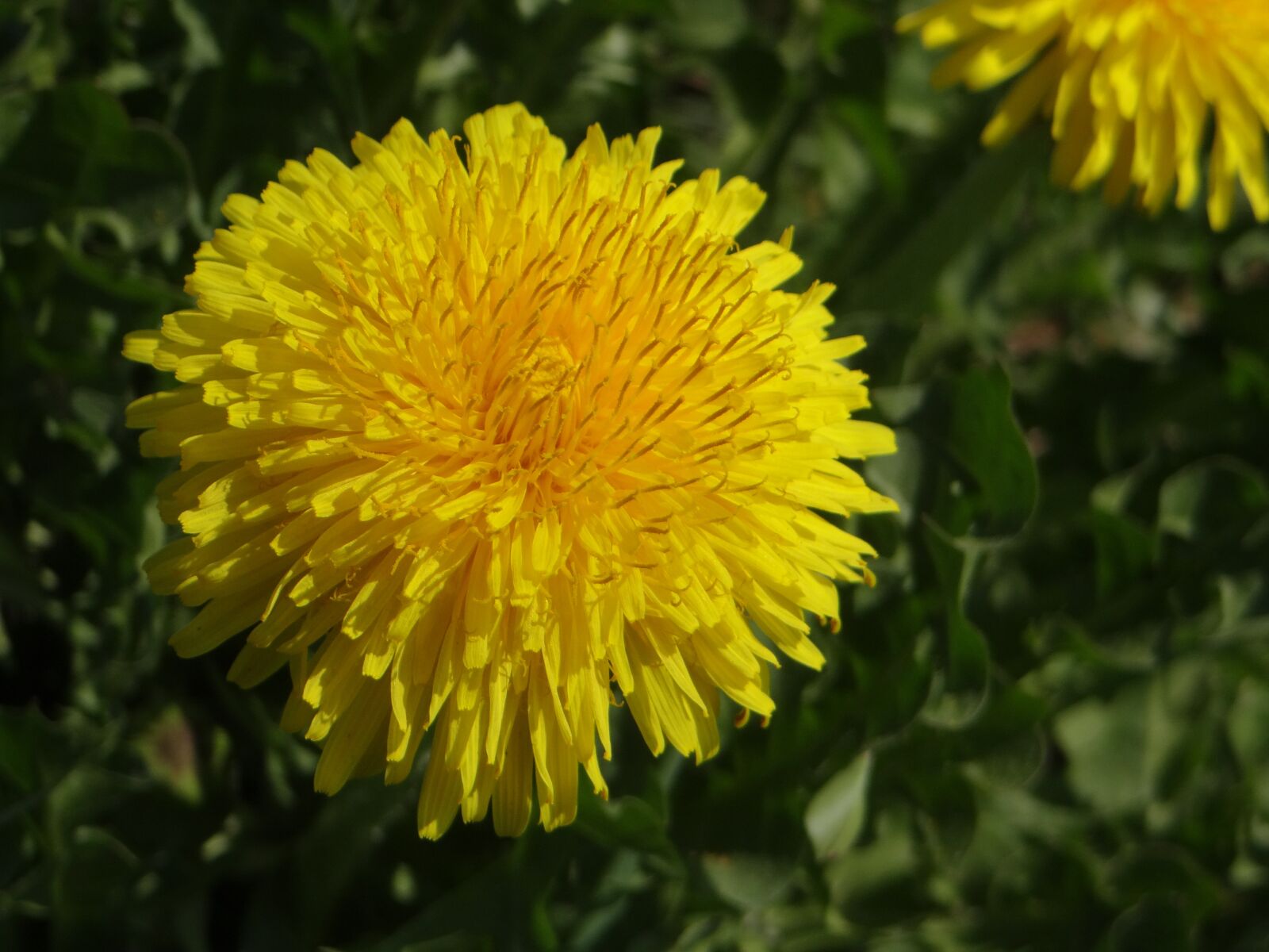 Sony DSC-HX200V sample photo. Spring, nature, garden photography