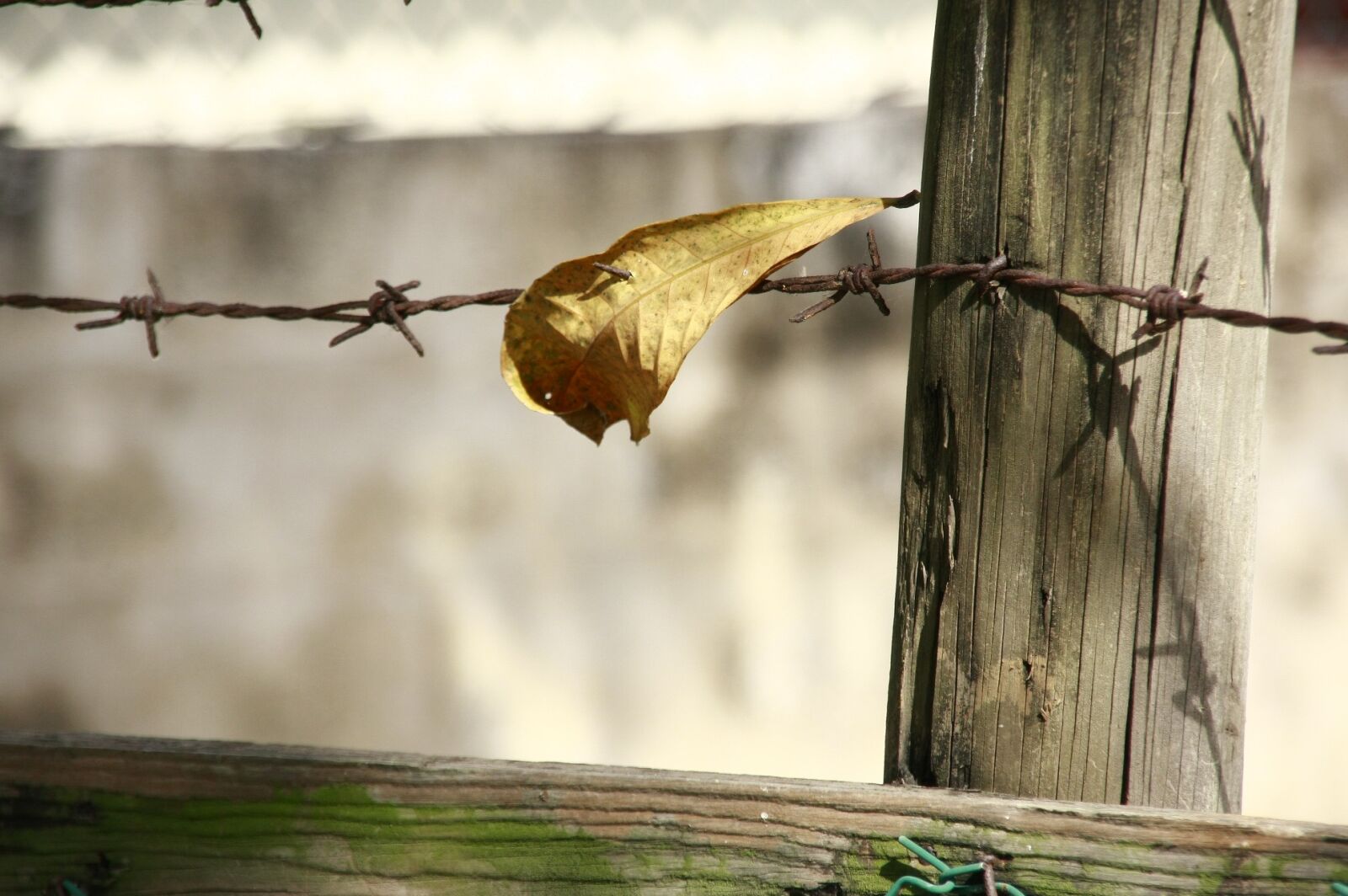 Canon EOS 40D sample photo. Leave, barbwire, border photography