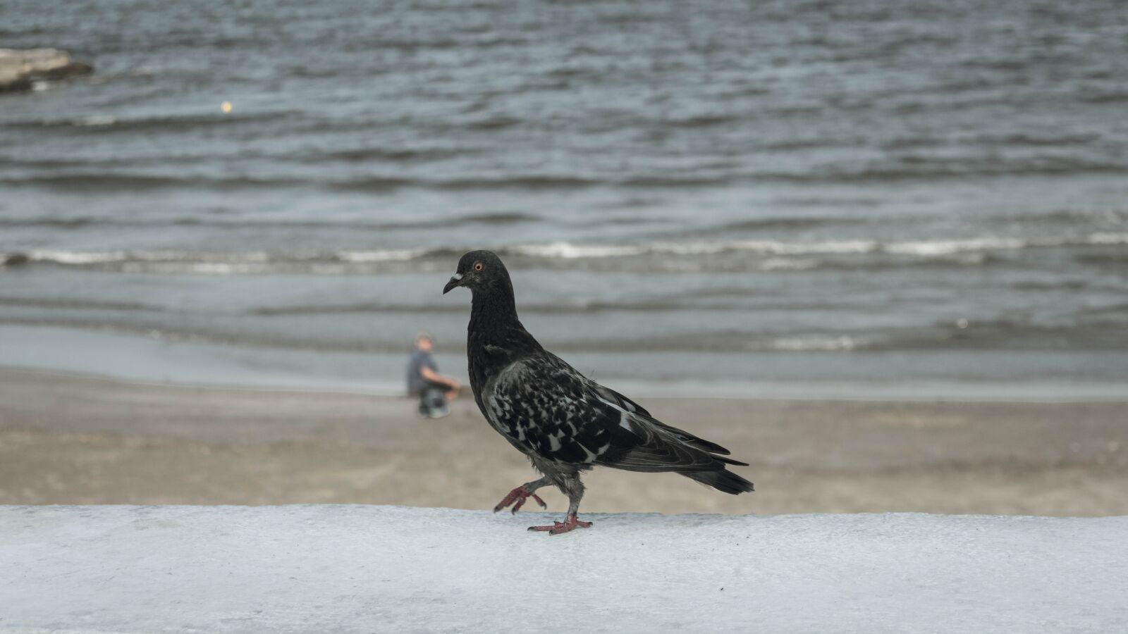 Nikon D3400 sample photo. Animal, dove, bird photography