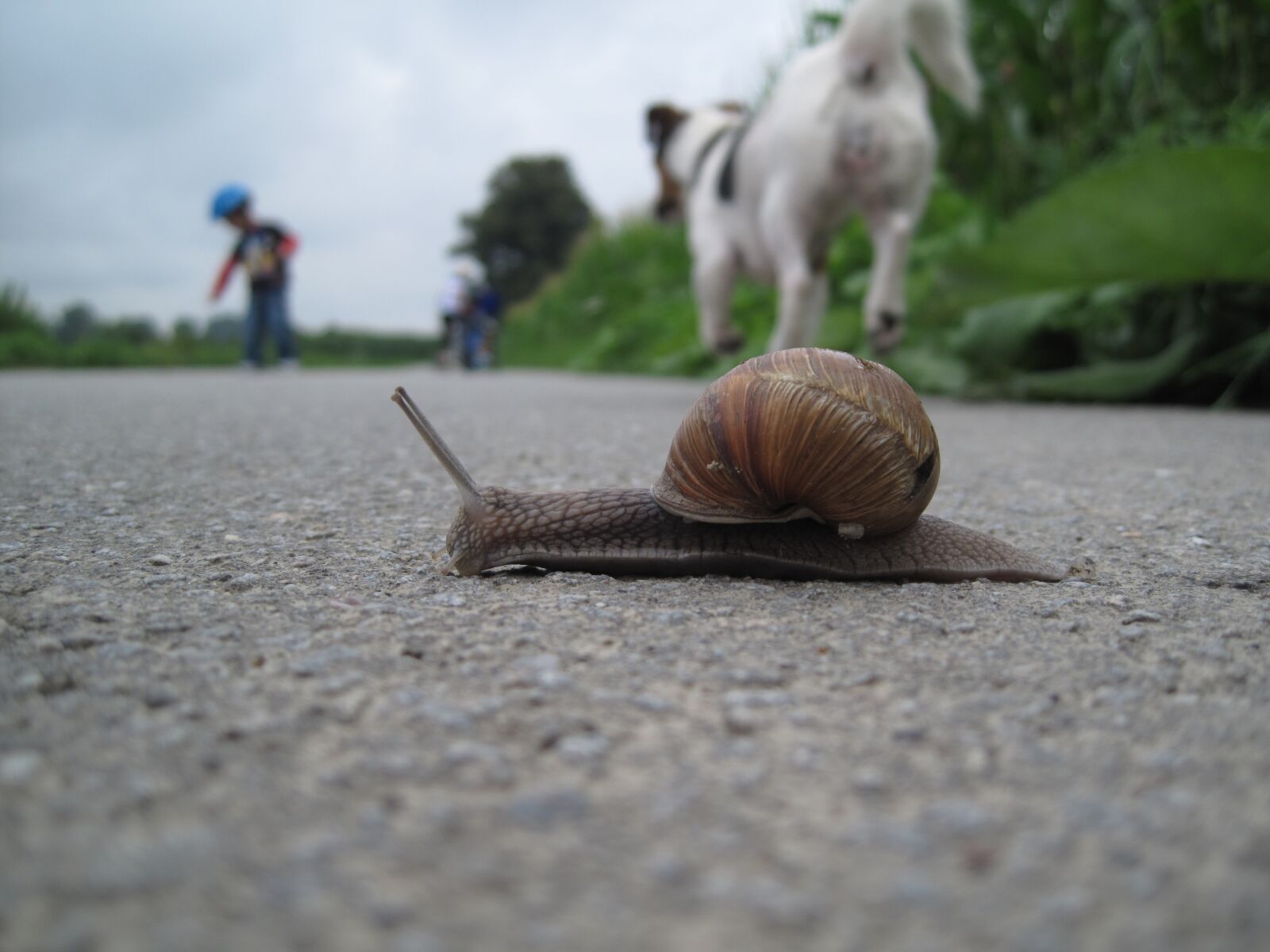 Canon PowerShot SD990 IS (Digital IXUS 980 IS / IXY Digital 3000 IS) sample photo. Snail, house, snail shell photography