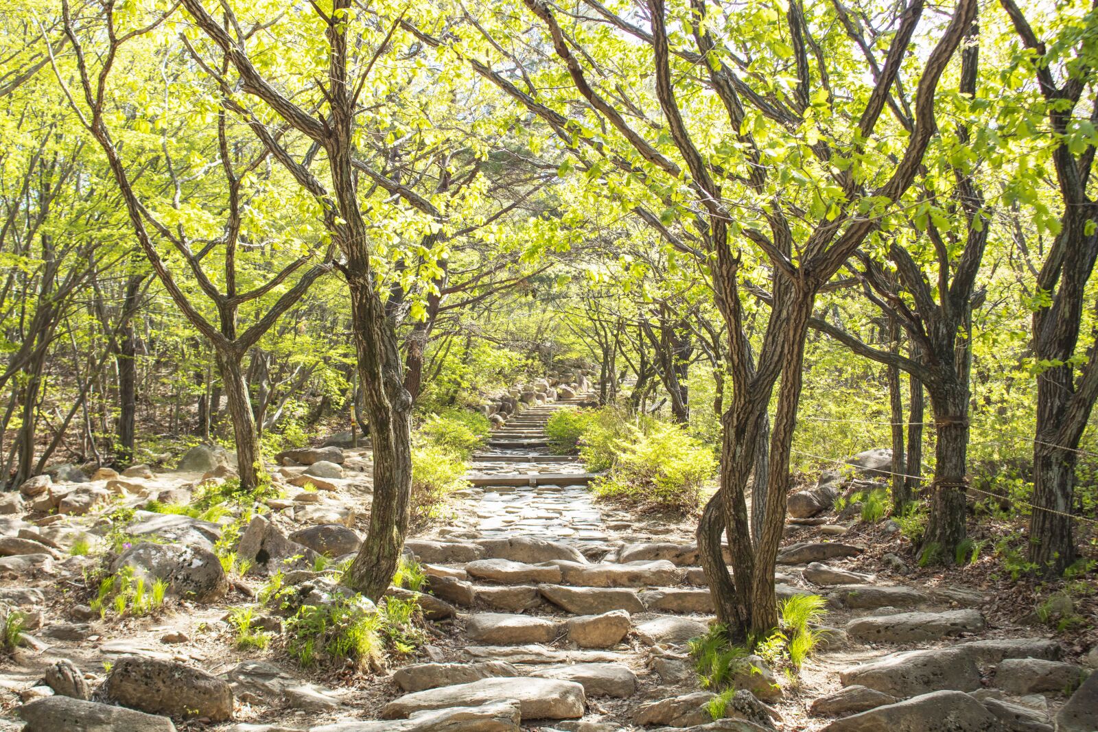 Canon EOS 750D (EOS Rebel T6i / EOS Kiss X8i) sample photo. Road, walk, mountain photography