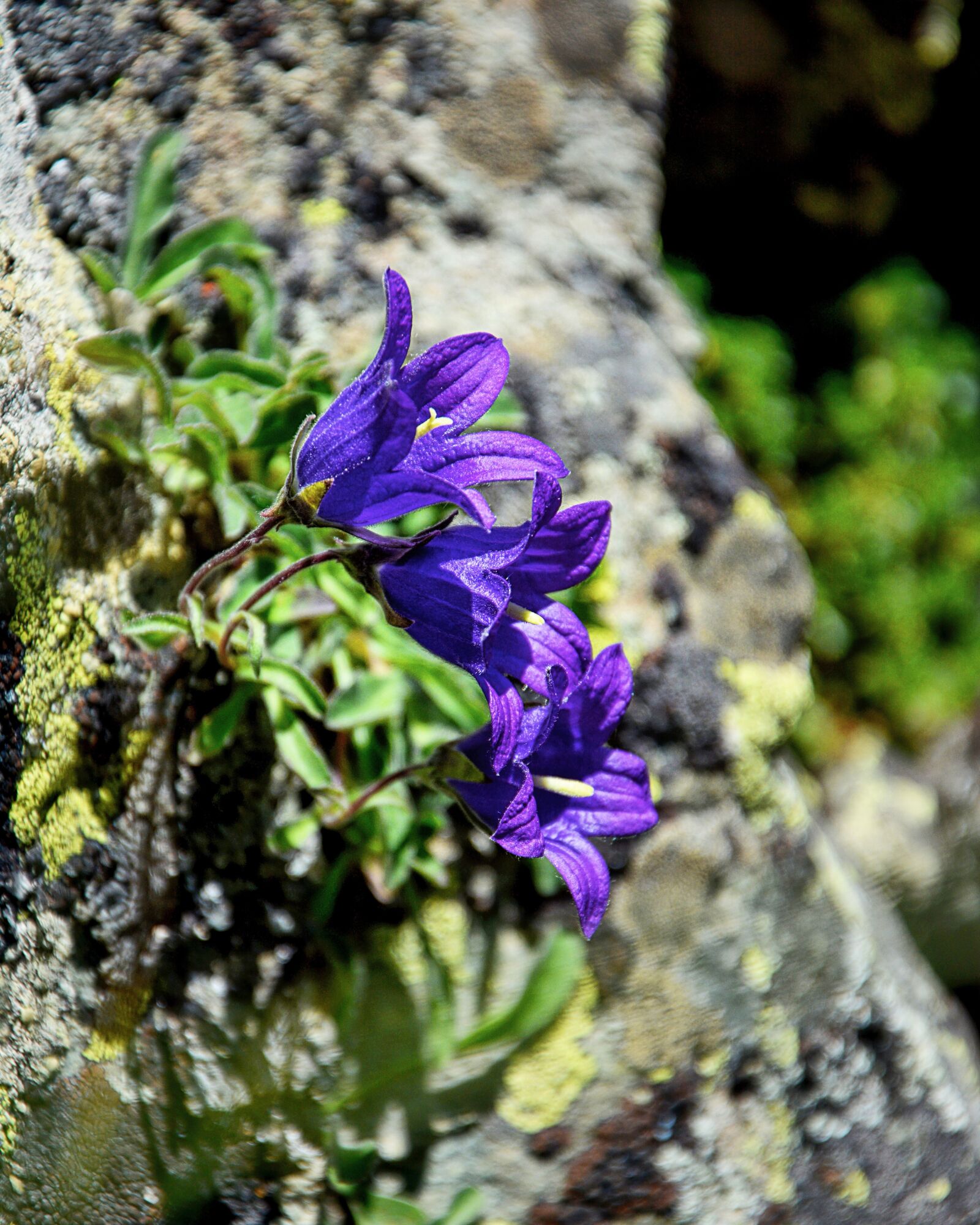 Nikon D7100 sample photo. Bellflower, flower, nature photography