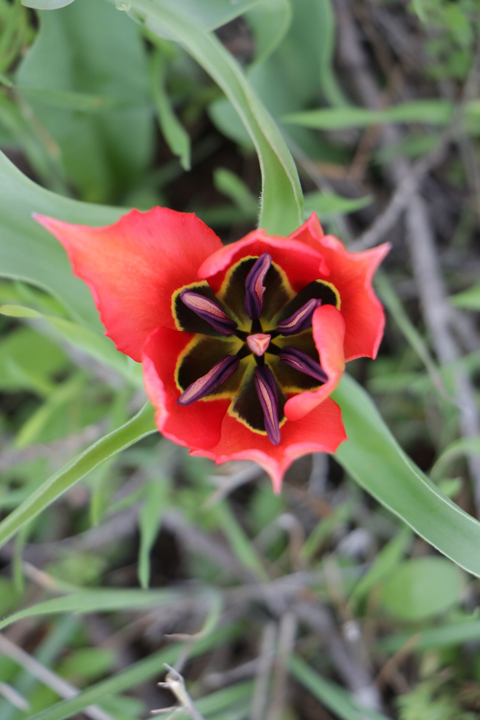 Canon EOS 760D (EOS Rebel T6s / EOS 8000D) sample photo. Nature, flower, flora photography