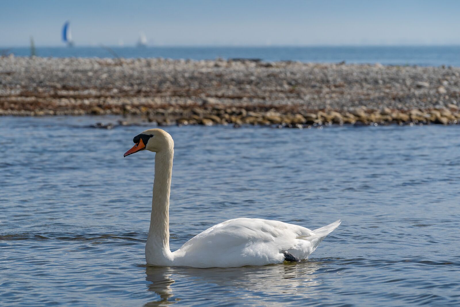 Sony a7 III + Sony FE 70-200mm F4 G OSS sample photo. Animal, bird, swan photography