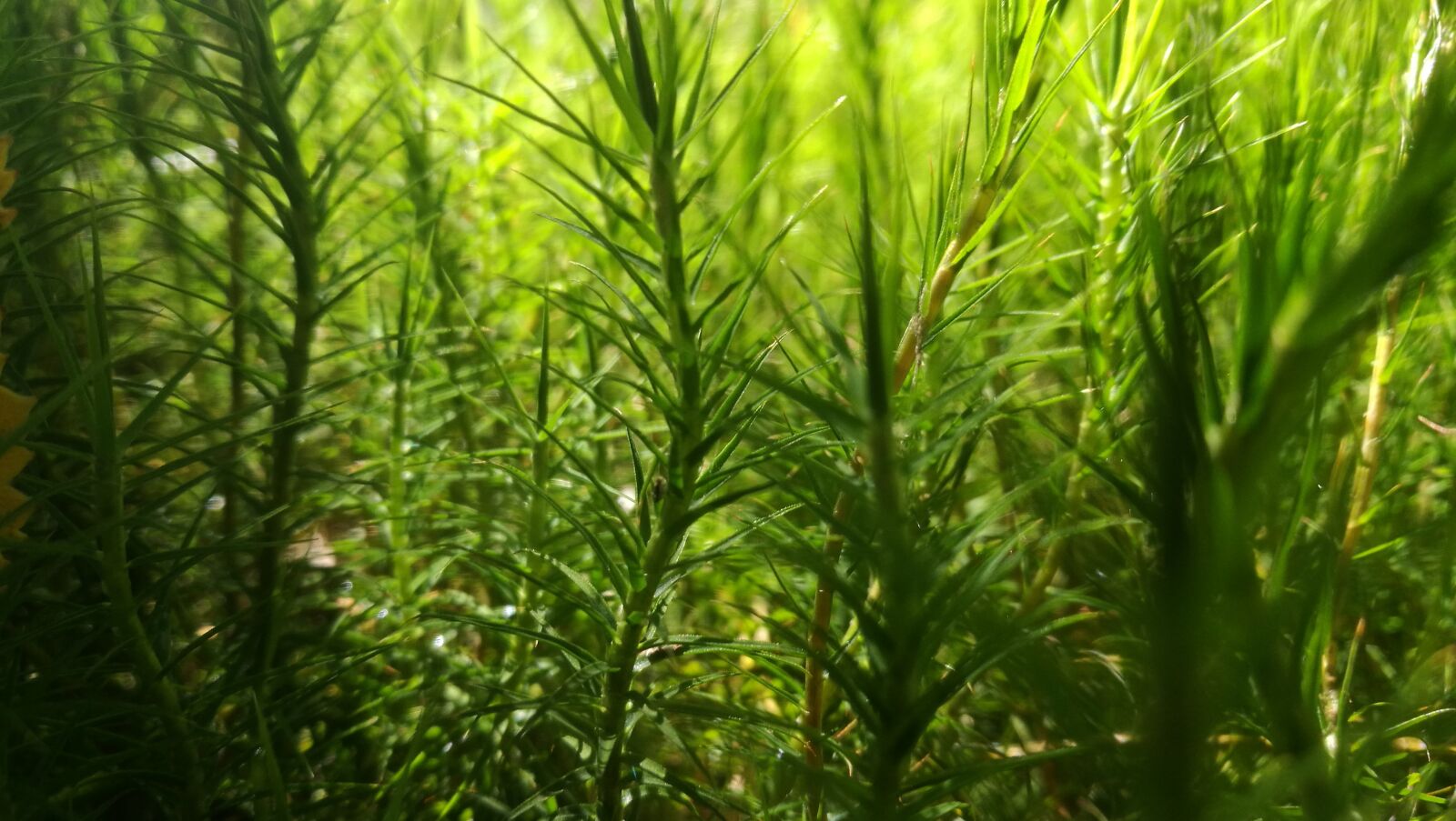 HUAWEI P9 sample photo. Green, grass, plant photography