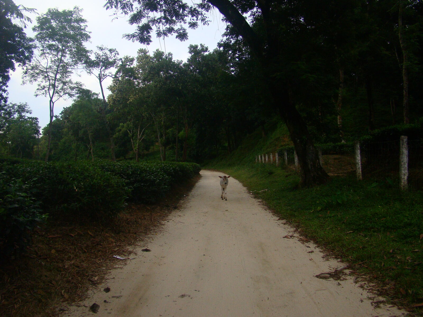 Sony Cyber-shot DSC-H50 sample photo. Alone, aminal photography