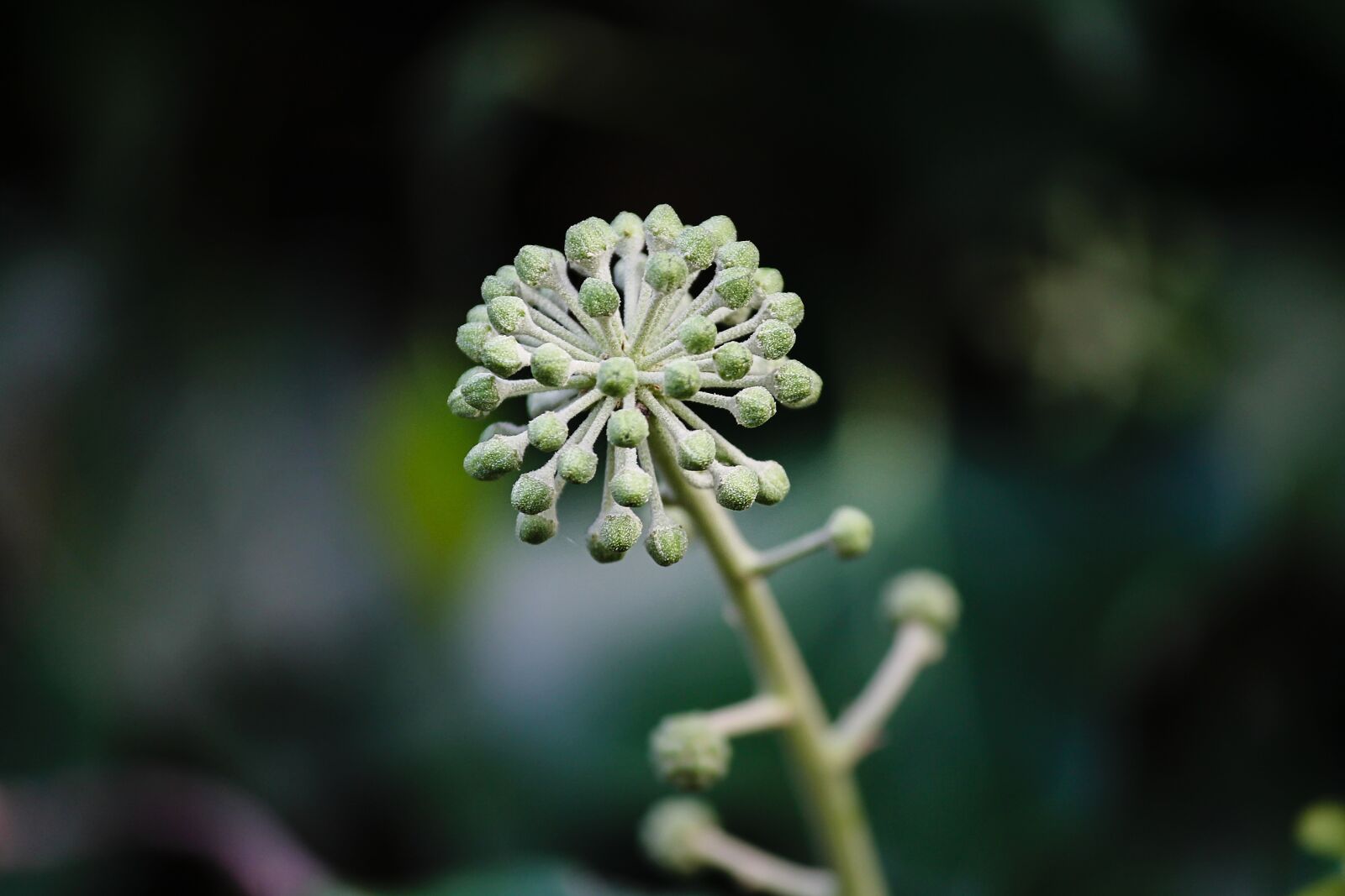 Canon EOS 1100D (EOS Rebel T3 / EOS Kiss X50) sample photo. Ivy, infructescence, hedera helix photography