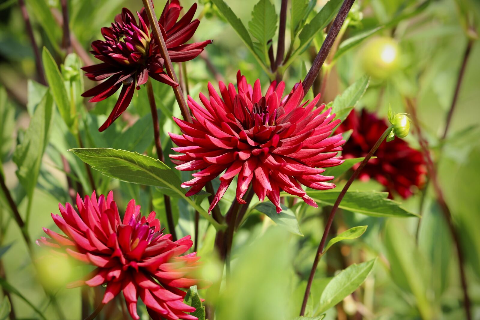 Canon EOS 800D (EOS Rebel T7i / EOS Kiss X9i) sample photo. Dahlias, dahlias flowers, purple photography